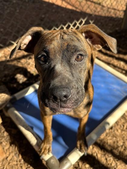 Cindy Lou, a Adoptable mixed breed in Cumming, GA image 3/3