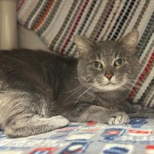 Sticky Paws, Adoptable, Adult Male Domestic Short Hair.
