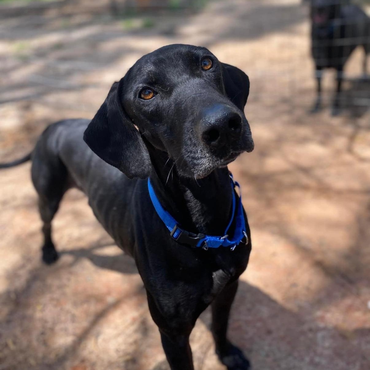 Mighty Jo, an adoptable Weimaraner, Great Dane in Willis, TX, 77378 | Photo Image 3