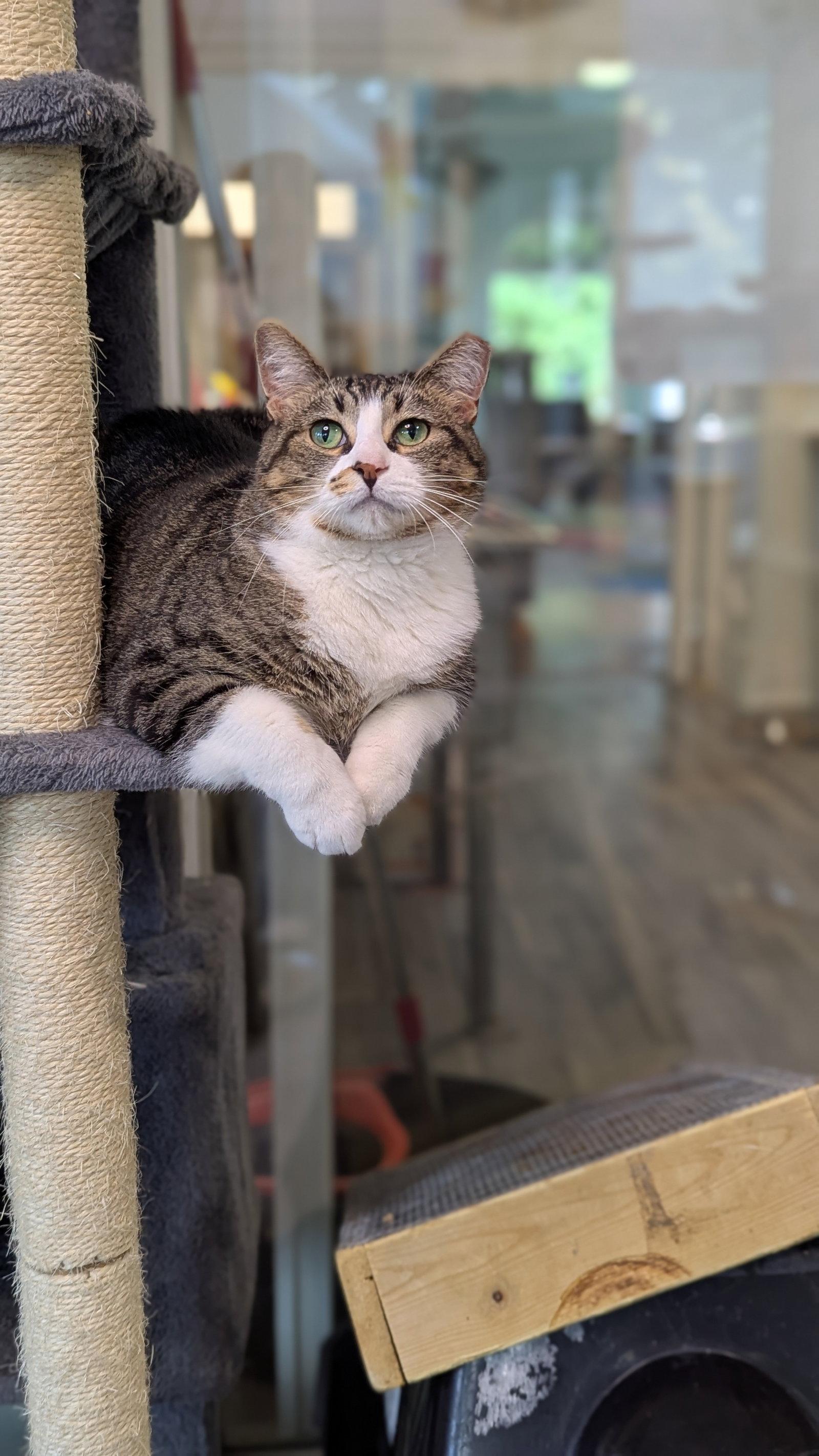 Enlarge Blossom, a Adoptable Tabby in Chicago, IL image 2/3