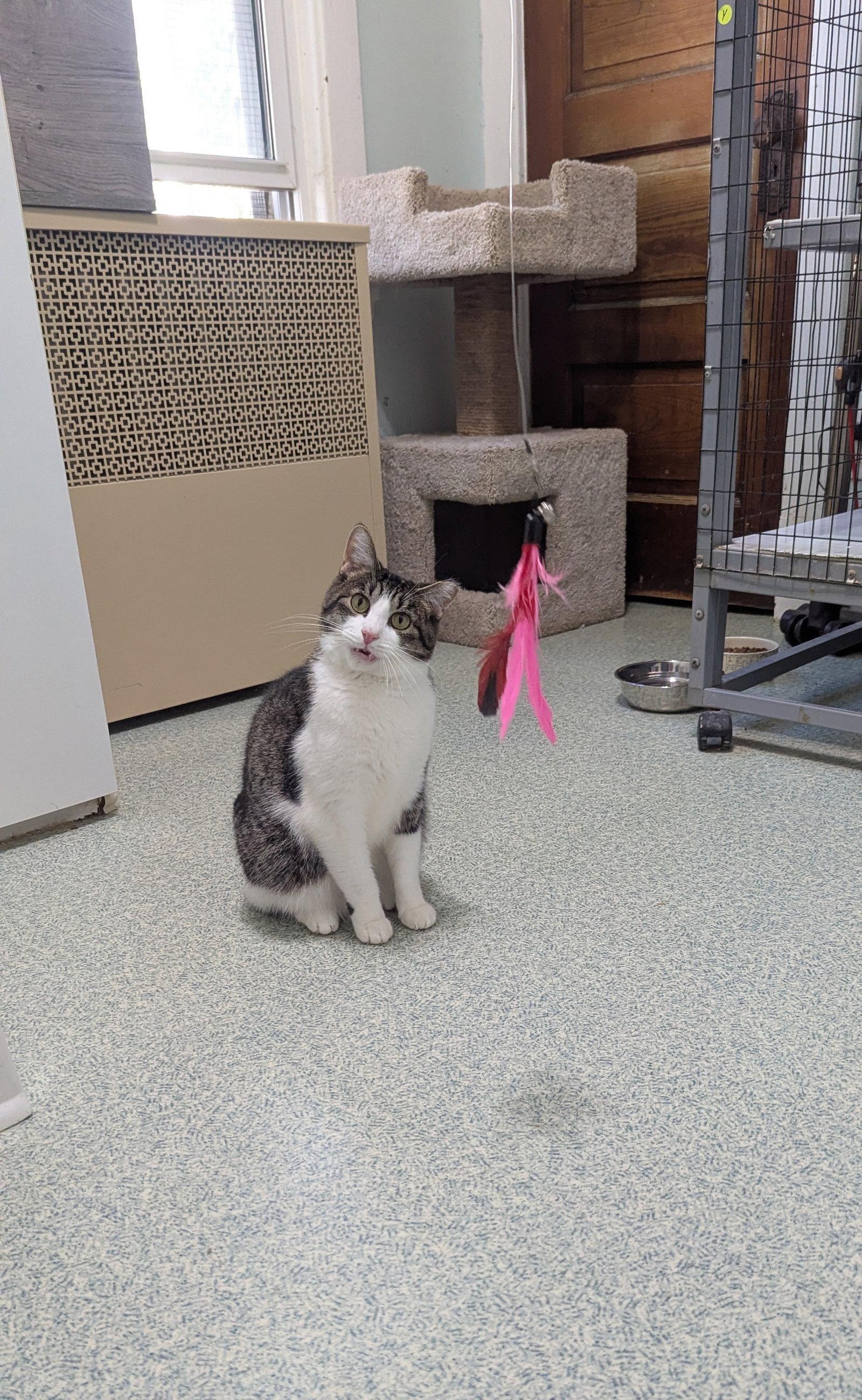 Enlarge Blossom, a Adoptable Tabby in Chicago, IL image 3/3
