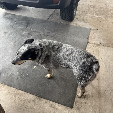 Enlarge Maggie, a ADOPTABLE Australian Cattle Dog / Blue Heeler in Yarnell, AZ image 2/4