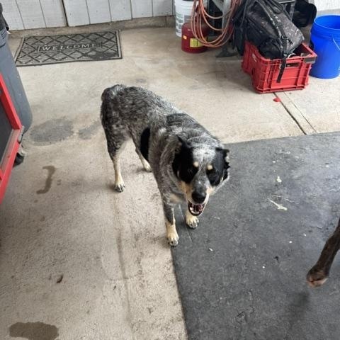 Maggie, ADOPTABLE, Adult Female Australian Cattle Dog / Blue Heeler.