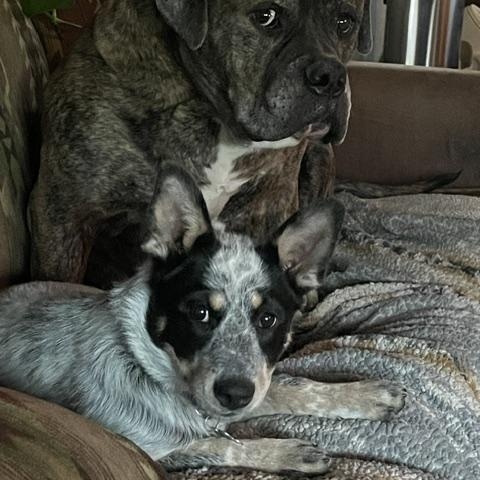 Enlarge Maggie, a ADOPTABLE Australian Cattle Dog / Blue Heeler in Yarnell, AZ image 3/4