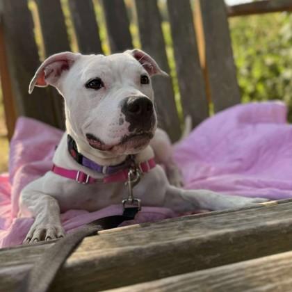 Enlarge Brittany Spears, a Adoptable Mixed Breed in Janesville, WI image 2/6