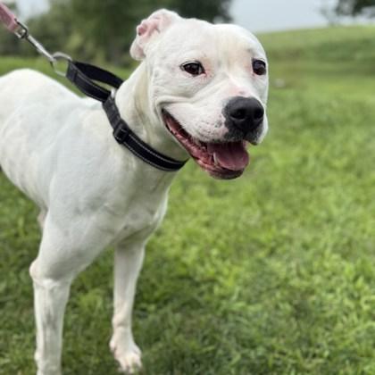 Enlarge Brittany Spears, a Adoptable Mixed Breed in Janesville, WI image 1/6