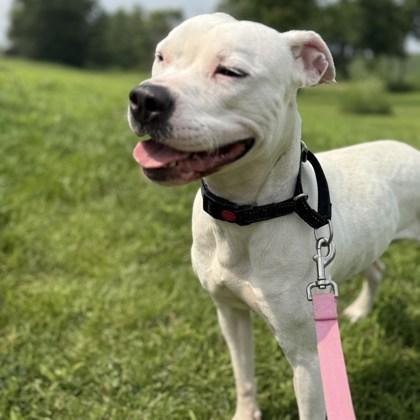 Enlarge Brittany Spears, a Adoptable Mixed Breed in Janesville, WI image 4/6