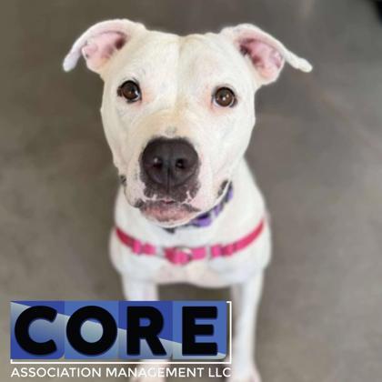 Brittany Spears, Adoptable, Young Female Mixed Breed.