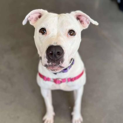 Enlarge Brittany Spears, a Adoptable Mixed Breed in Janesville, WI image 3/6