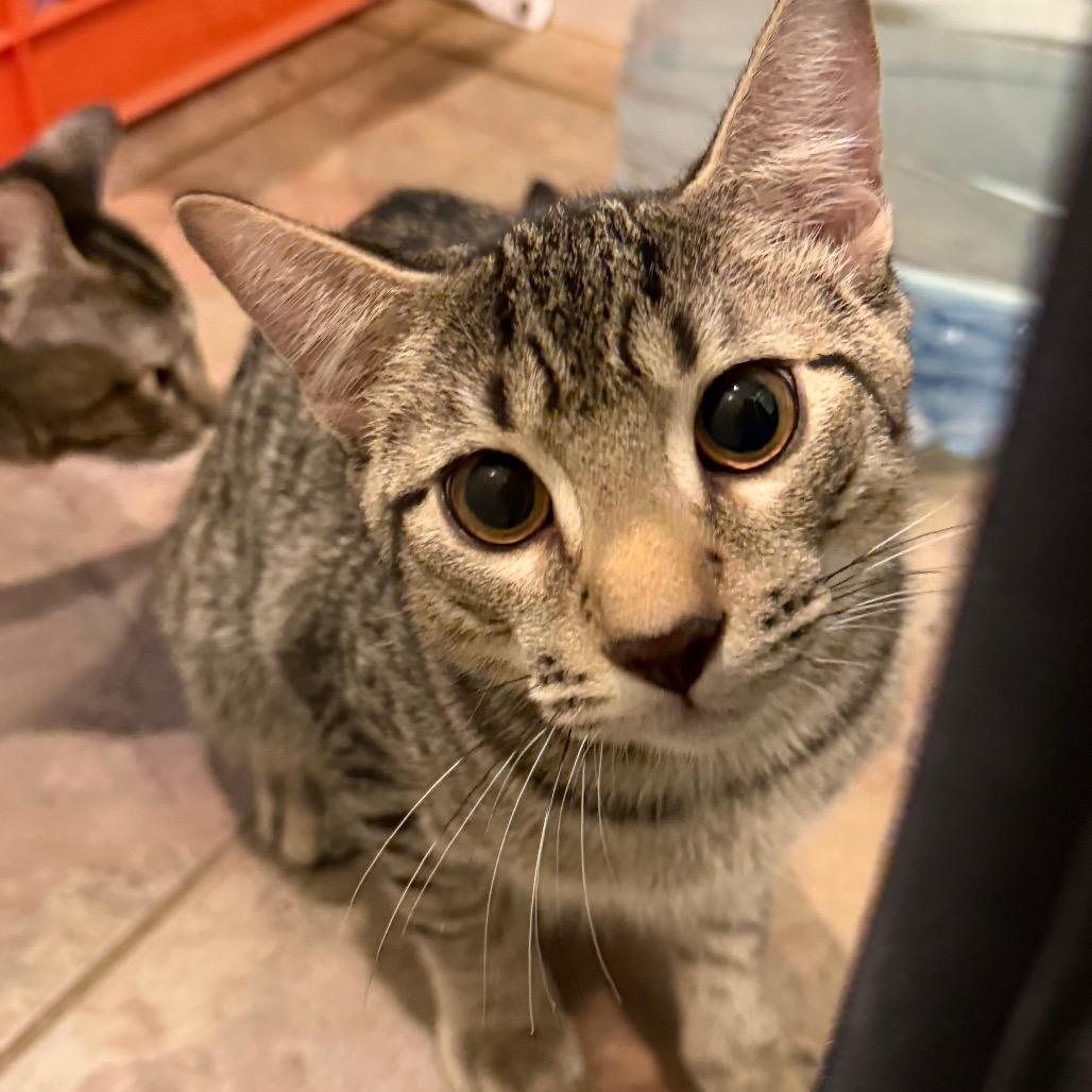 Solwyn, a Adoptable Domestic Short Hair in West Chester, PA image 2/3