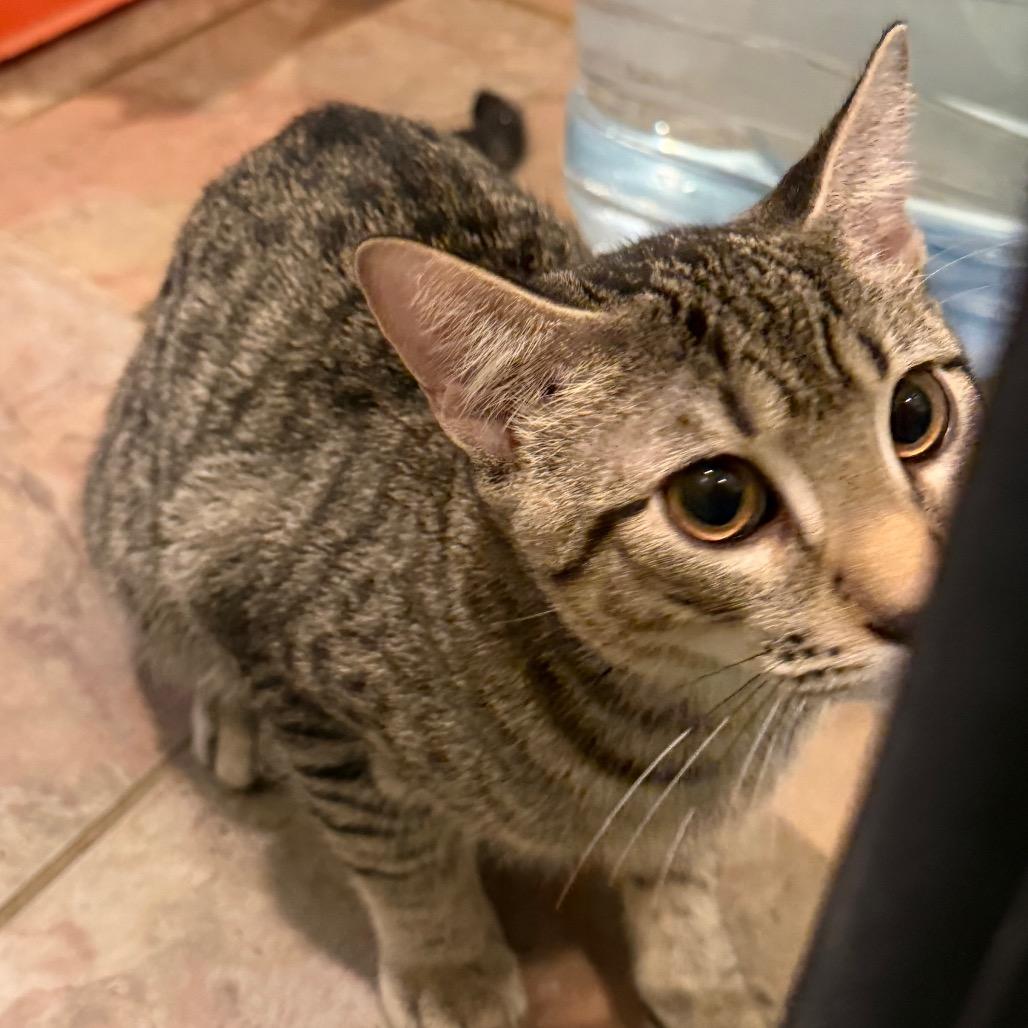 Solwyn, a Adoptable Domestic Short Hair in West Chester, PA image 3/3