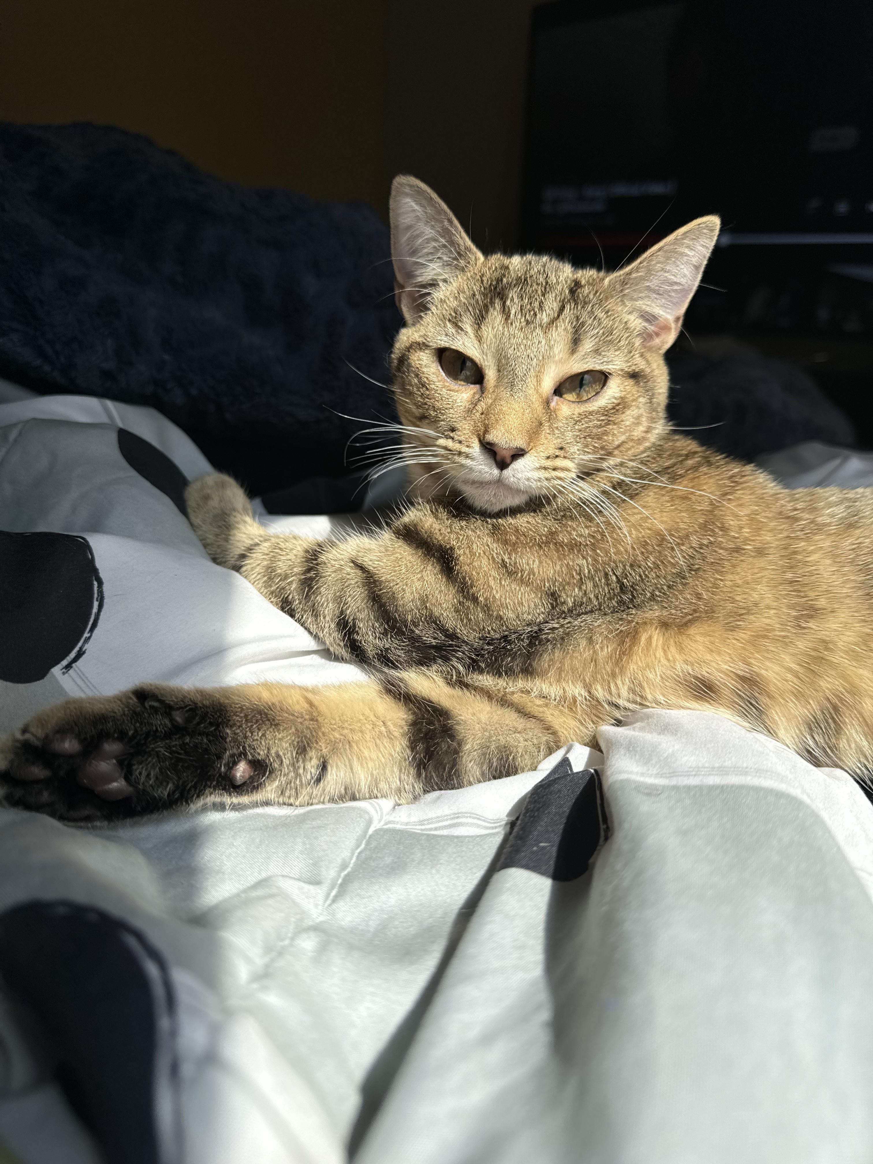 Enlarge RJ & Cinnamon-Courtesy Post, a Adoptable Tabby in Laurel, MD image 2/5