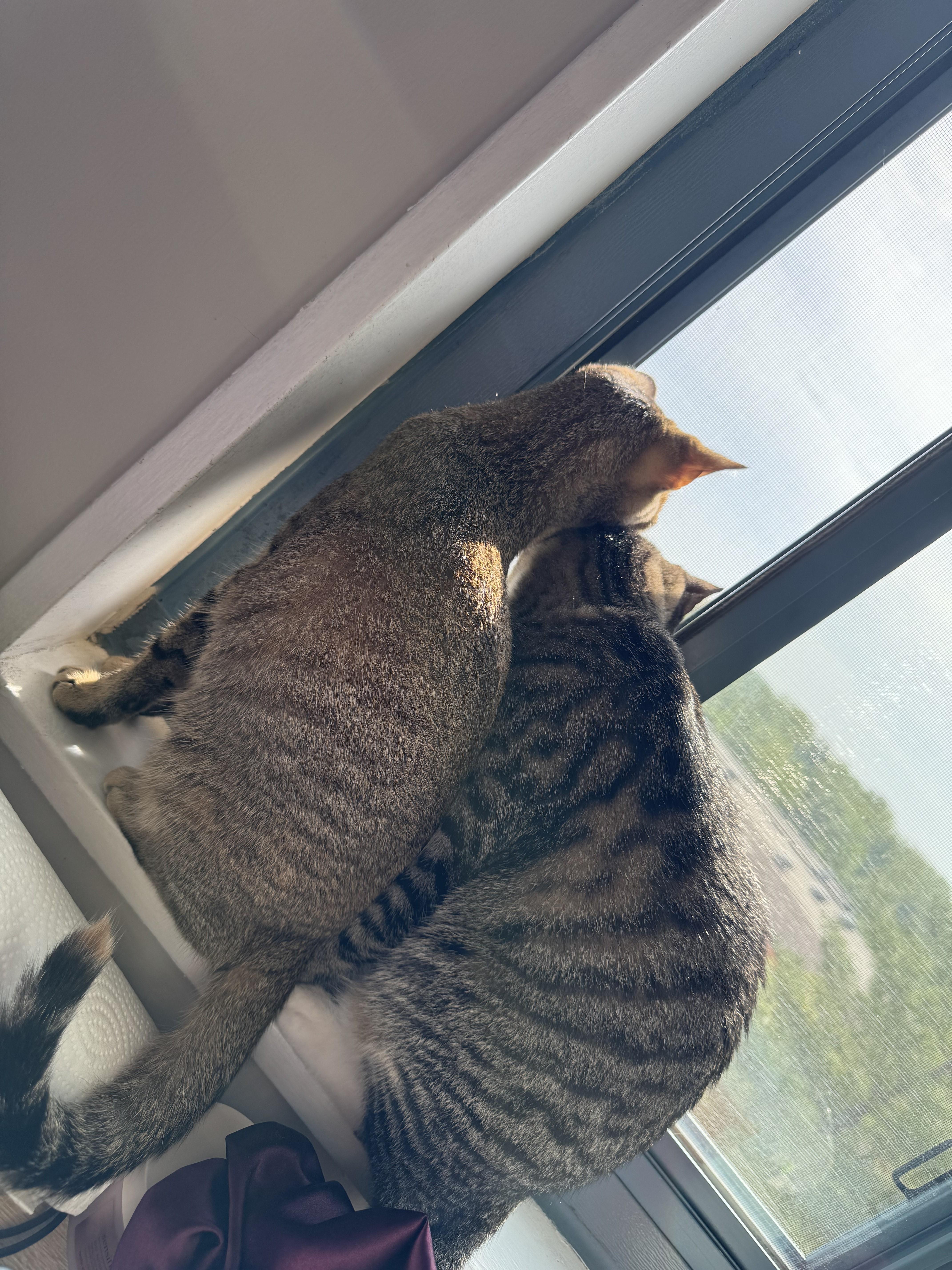 Enlarge RJ & Cinnamon-Courtesy Post, a Adoptable Tabby in Laurel, MD image 4/5