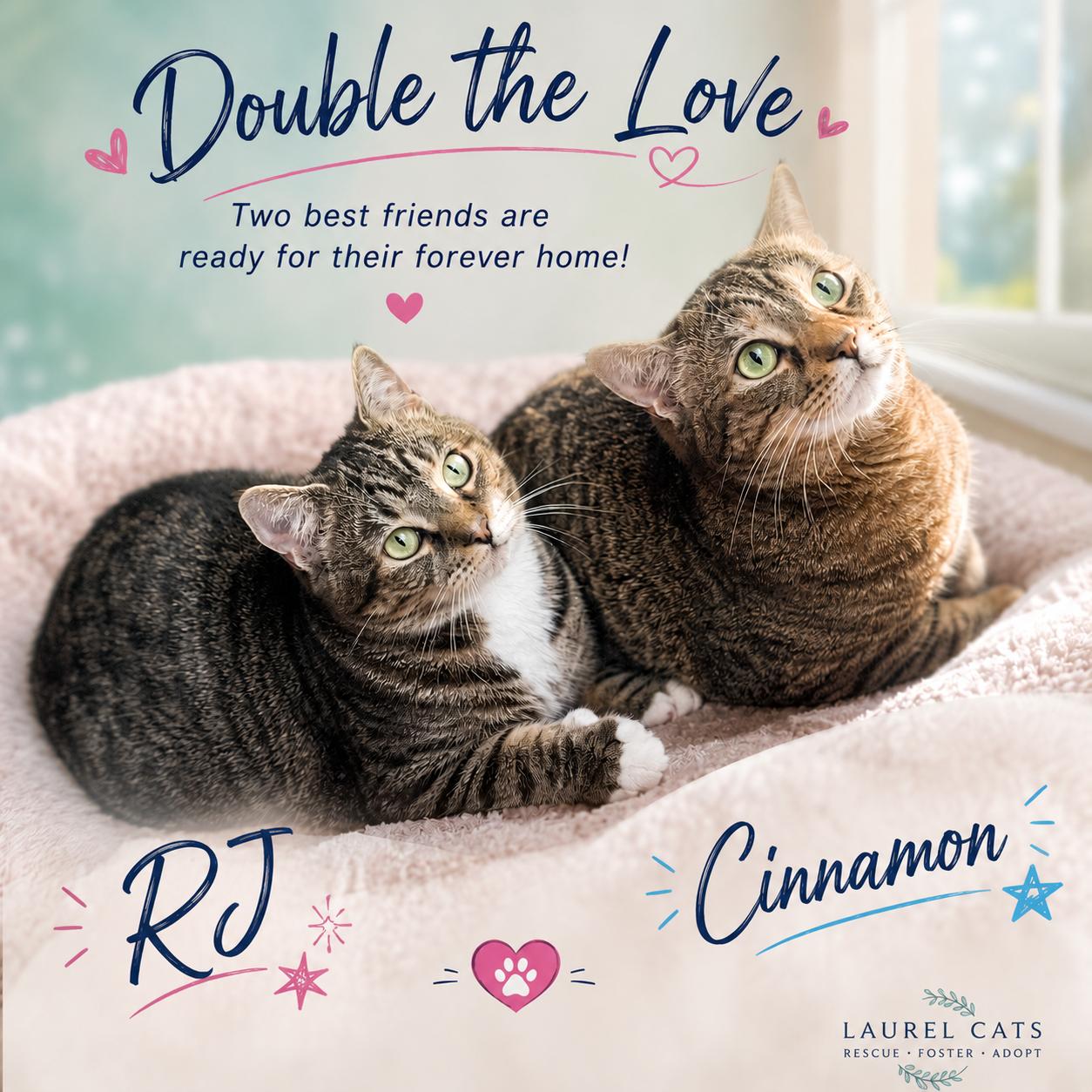 RJ & Cinnamon-Courtesy Post, Adoptable, Young Male Tabby.