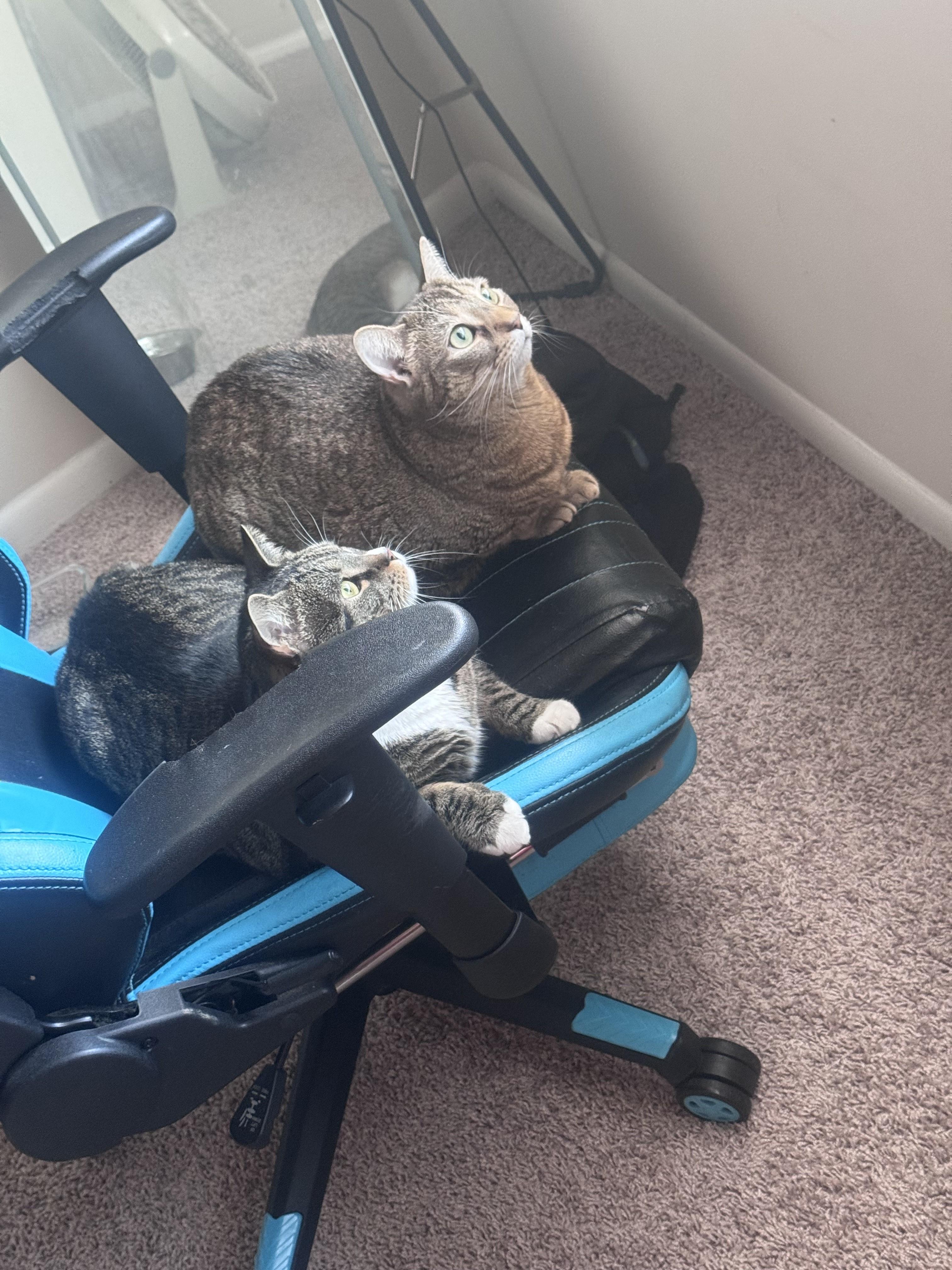 Enlarge RJ & Cinnamon-Courtesy Post, a Adoptable Tabby in Laurel, MD image 5/5