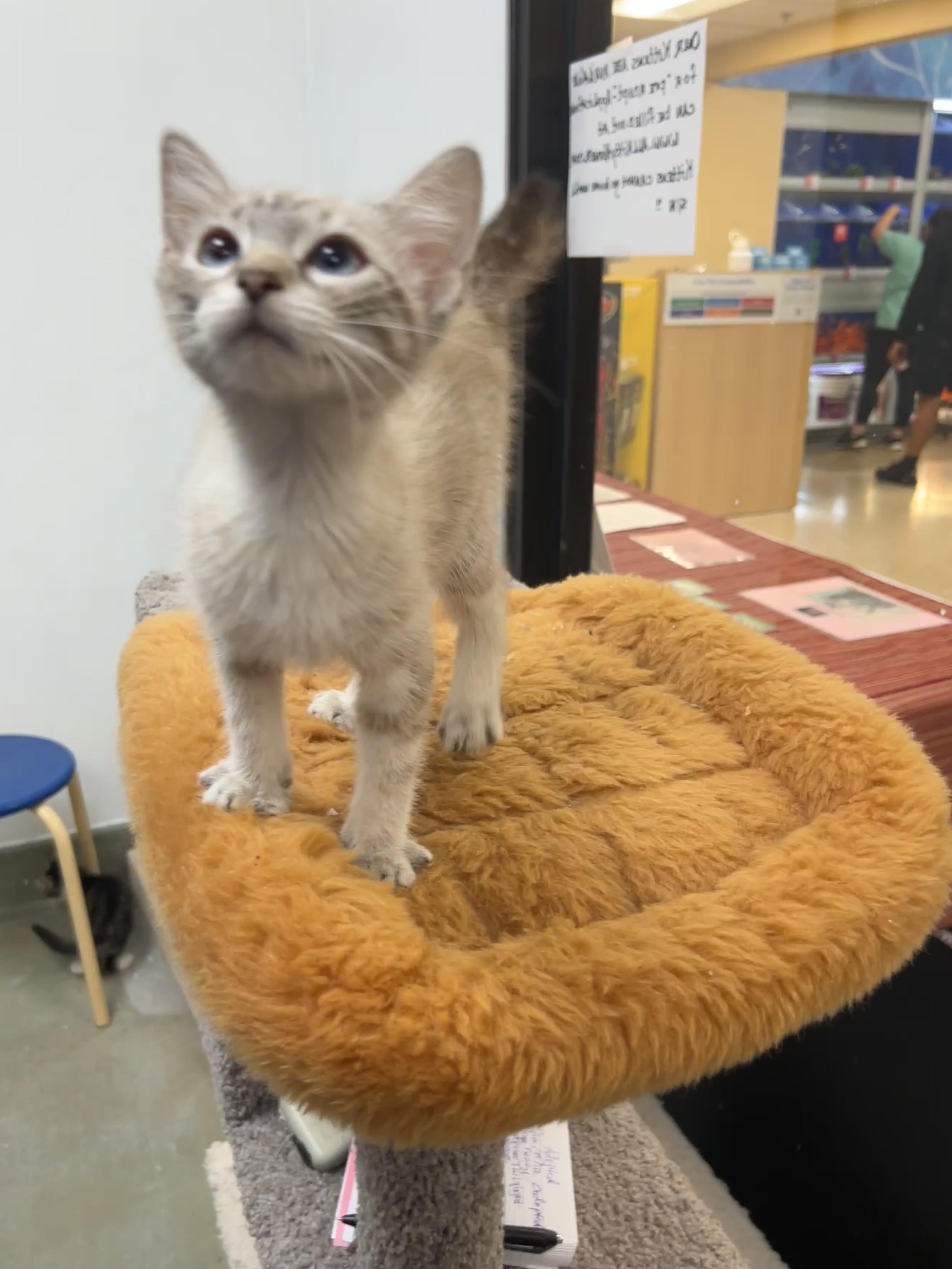 Mahi Mahi, adopted, Kitten Female Siamese & Manx.