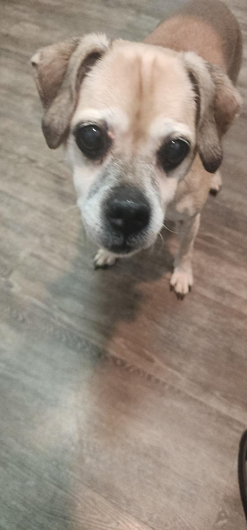 Enlarge Spirit, a Adoptable mixed breed in Egg Harbor City, NJ image 1/1