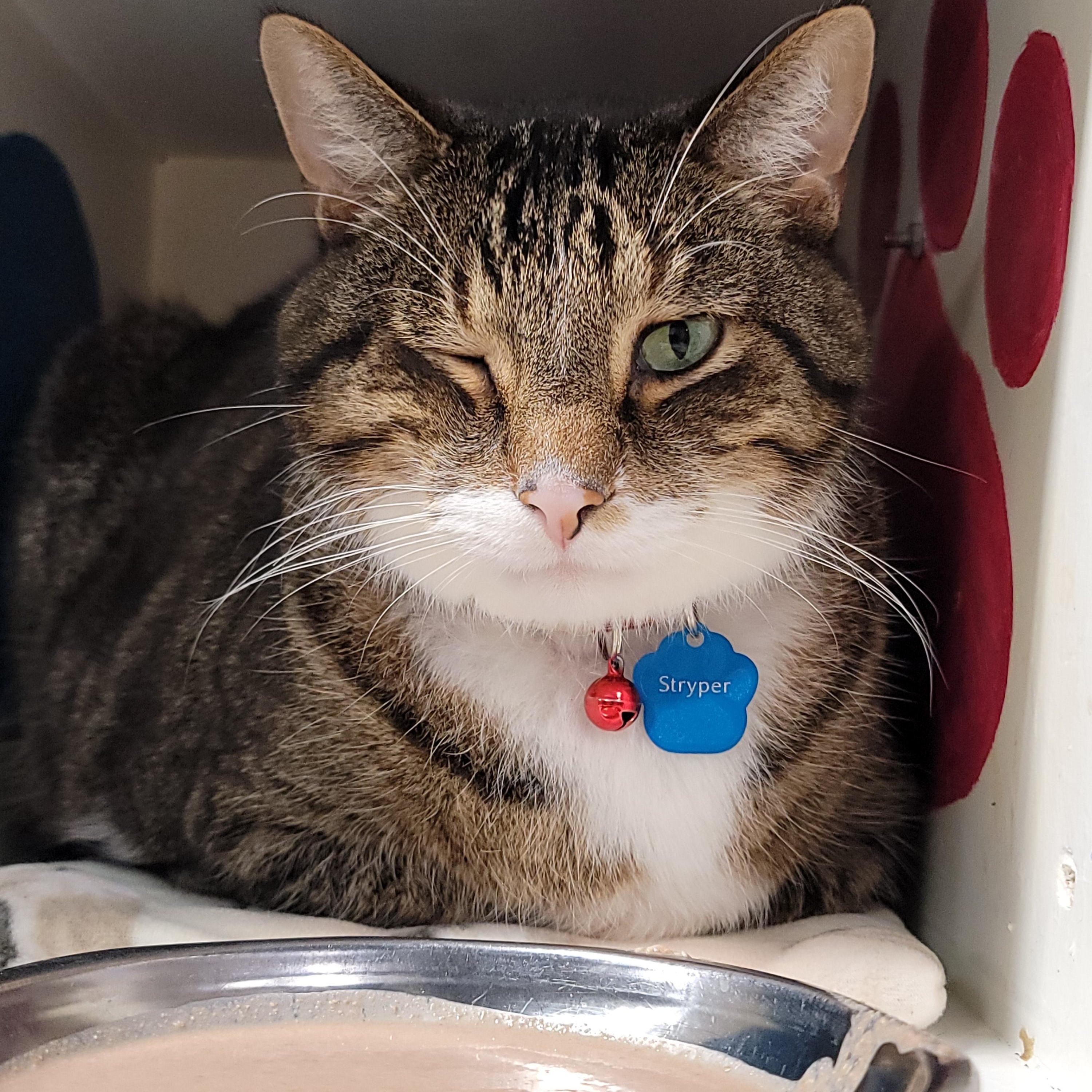 Enlarge Stryper, a ADOPTABLE Domestic Short Hair in Grand Rapids, MI image 4/4