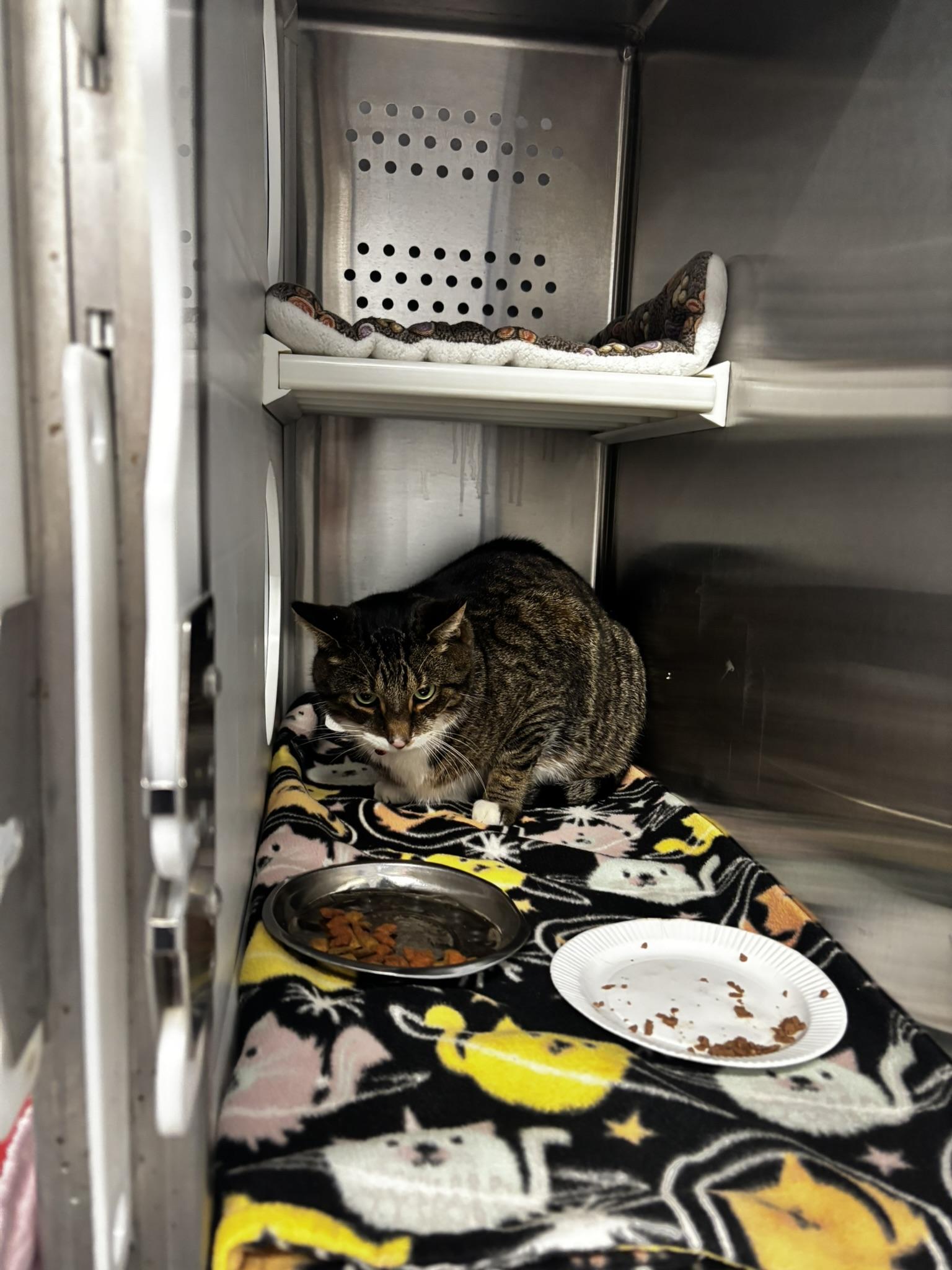 Enlarge Stryper, a ADOPTABLE Domestic Short Hair in Grand Rapids, MI image 2/4