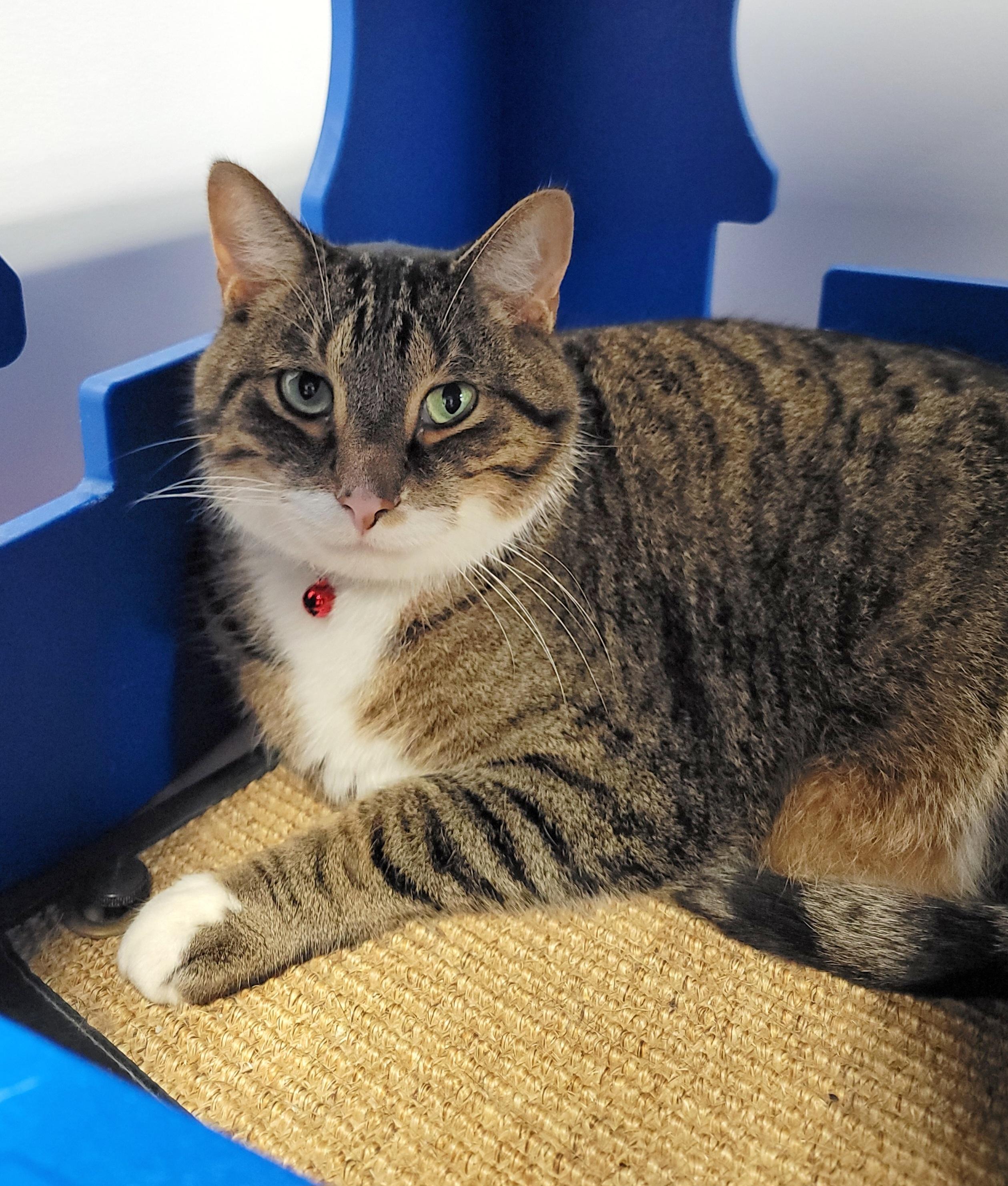 Stryper, ADOPTABLE, Adult Male Domestic Short Hair.