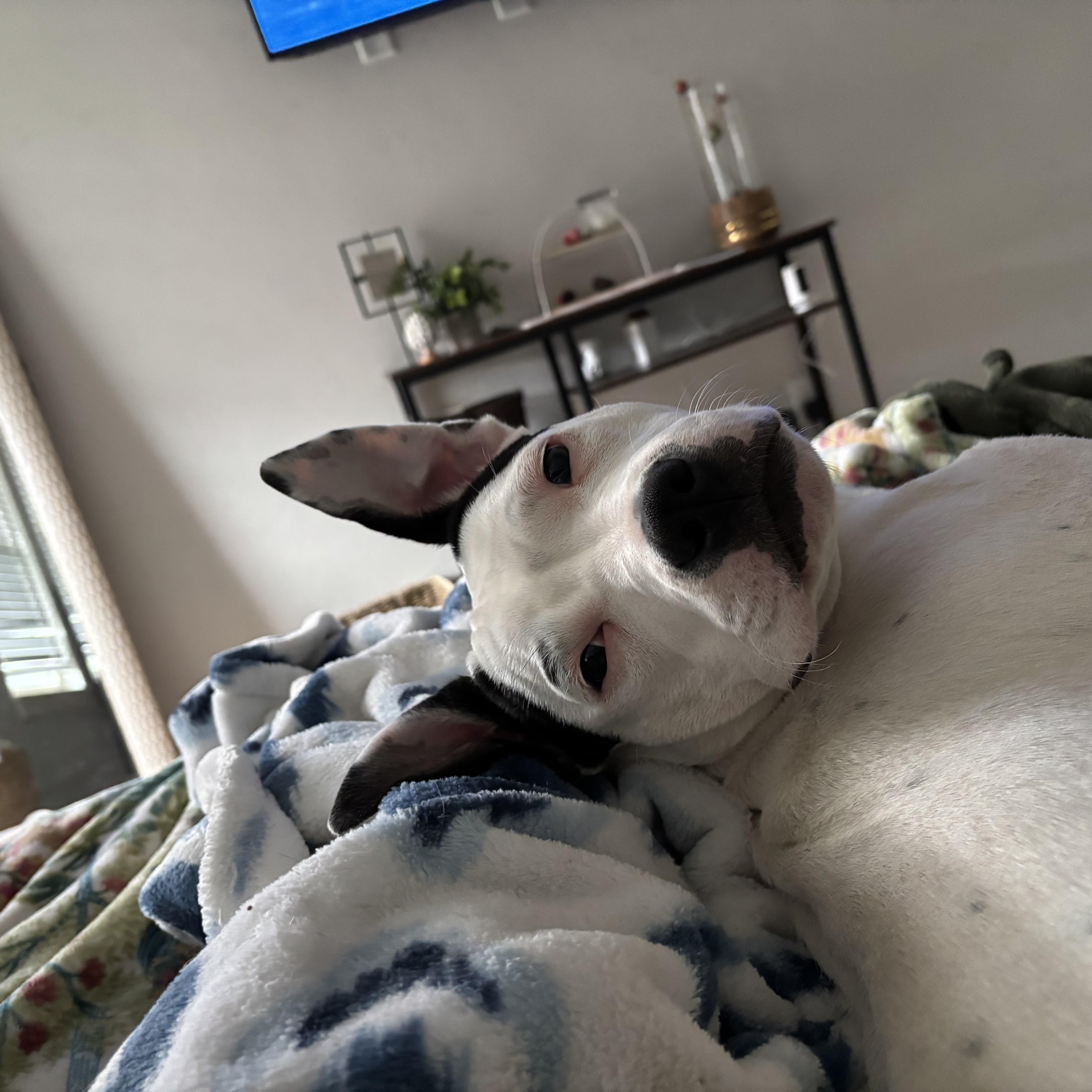 Enlarge Dottie, a Adoptable mixed breed in Choctaw, OK image 1/6