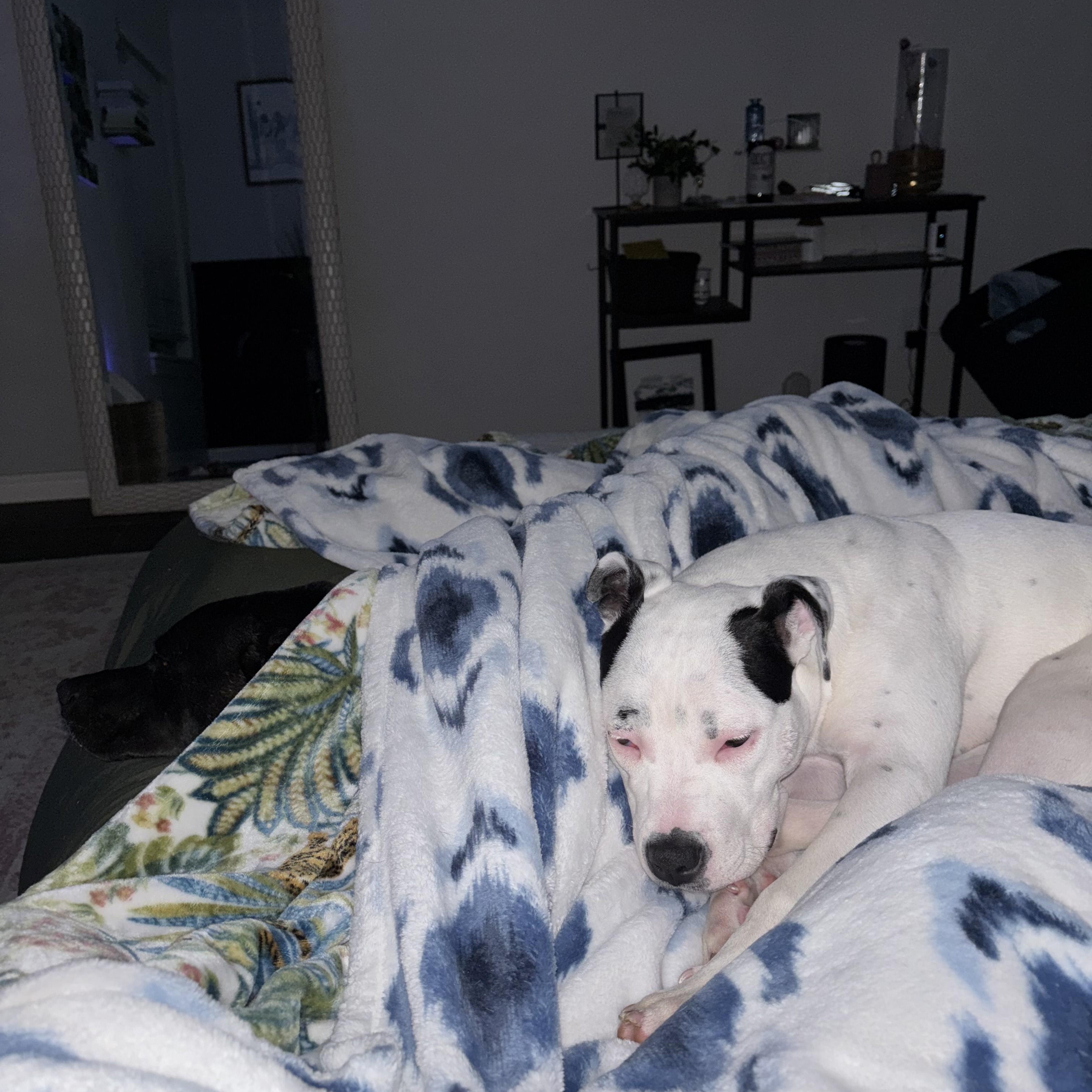 Enlarge Dottie, a Adoptable mixed breed in Choctaw, OK image 2/6