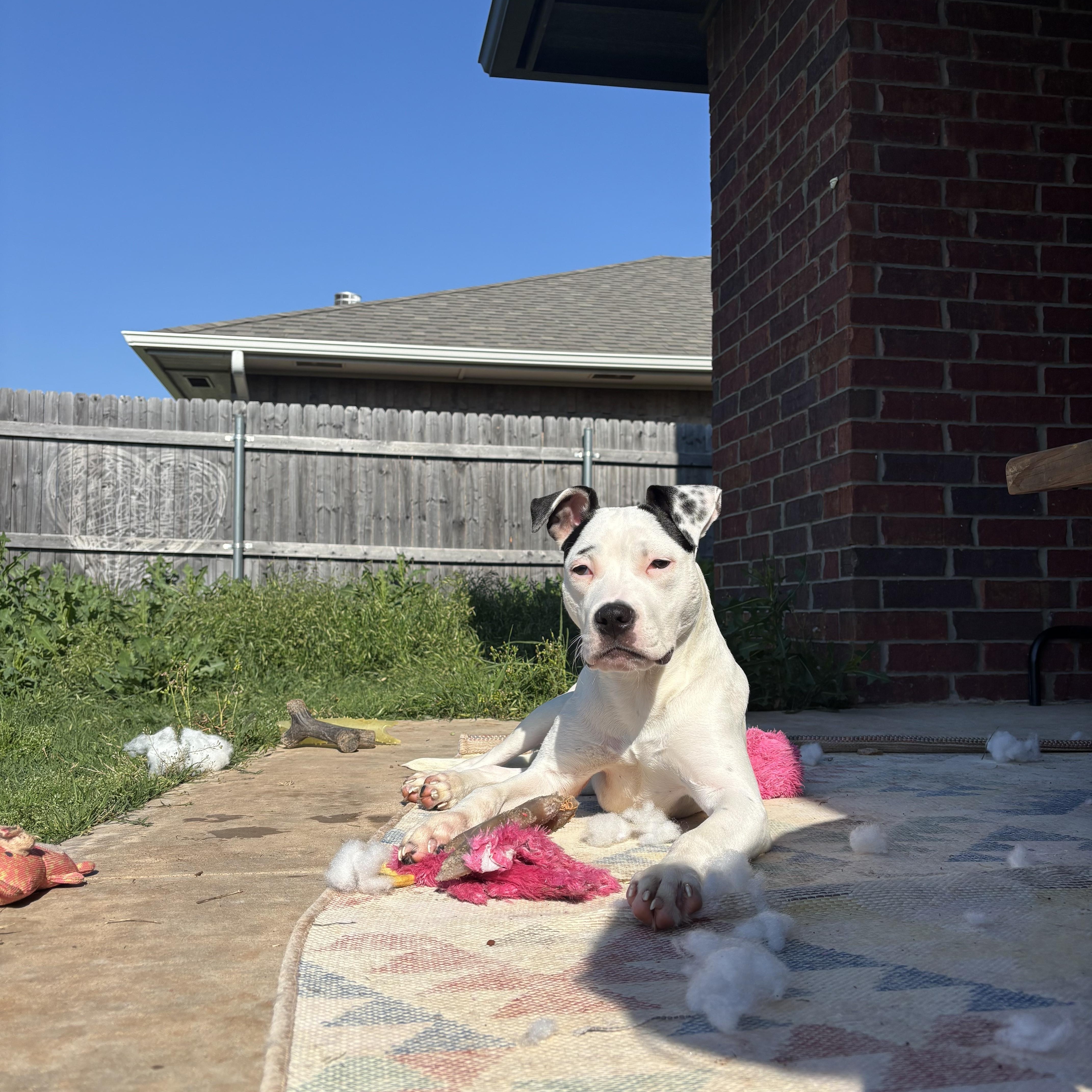 Dottie photo 4