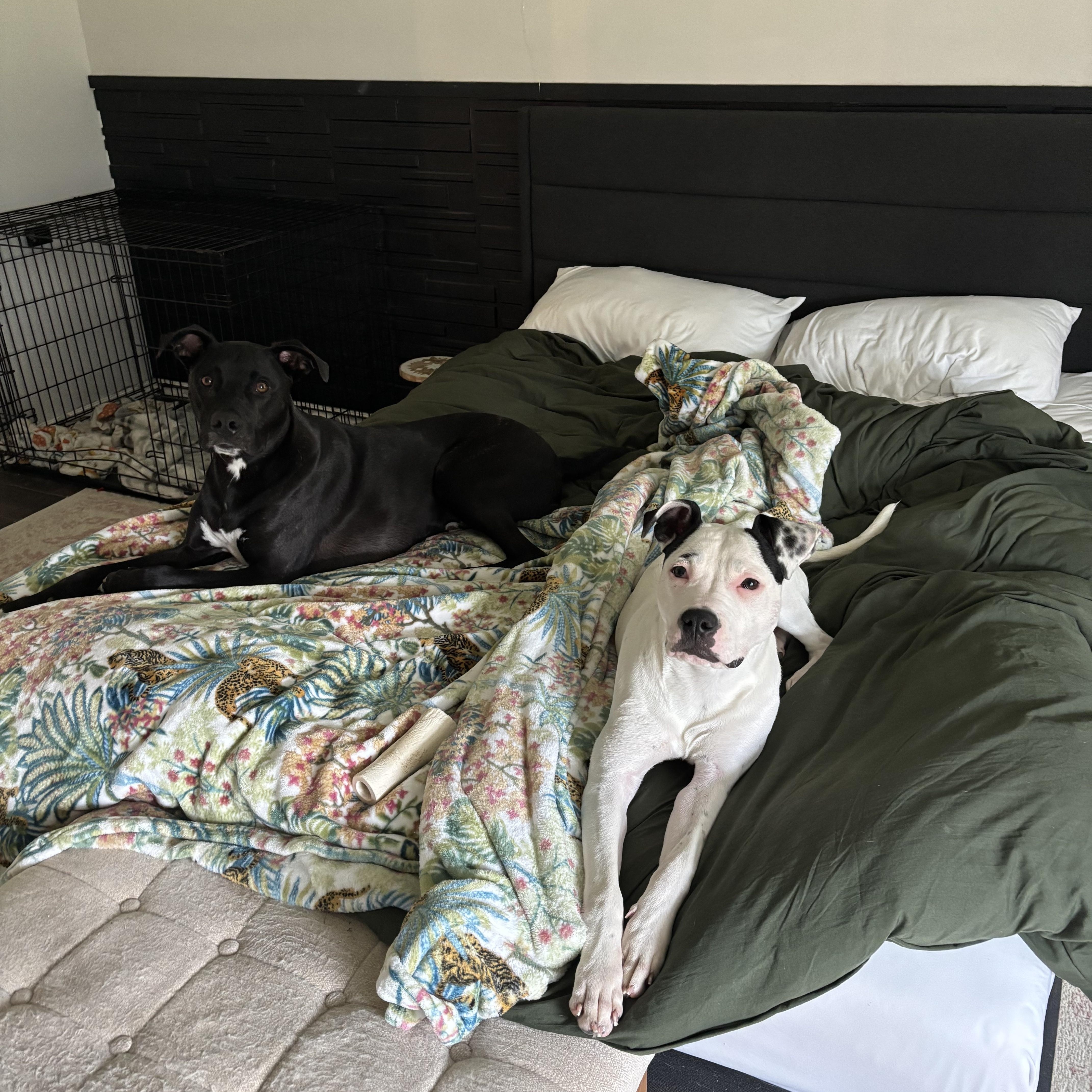 Enlarge Dottie, a Adoptable mixed breed in Choctaw, OK image 4/6