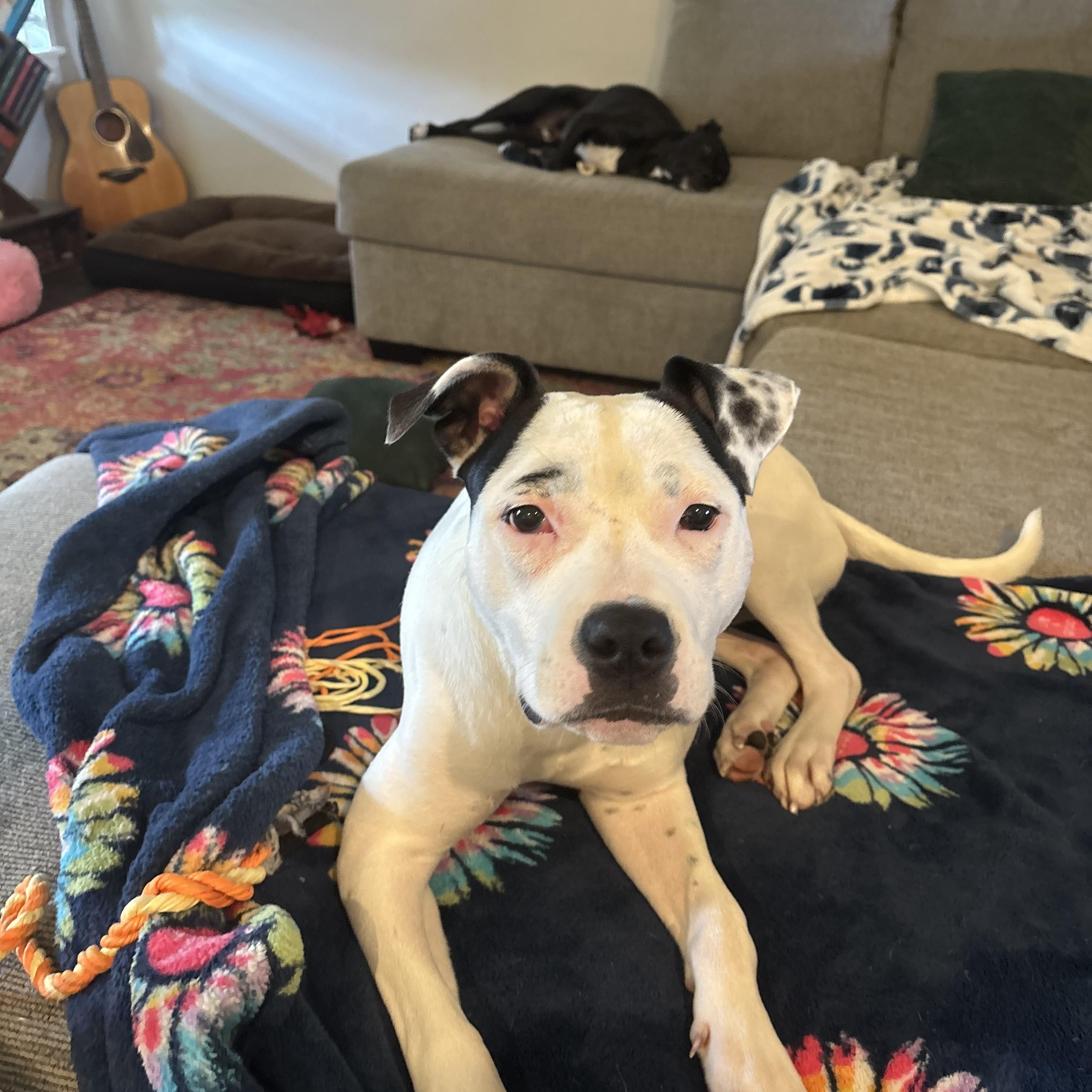 Enlarge Dottie, a Adoptable mixed breed in Choctaw, OK image 5/6