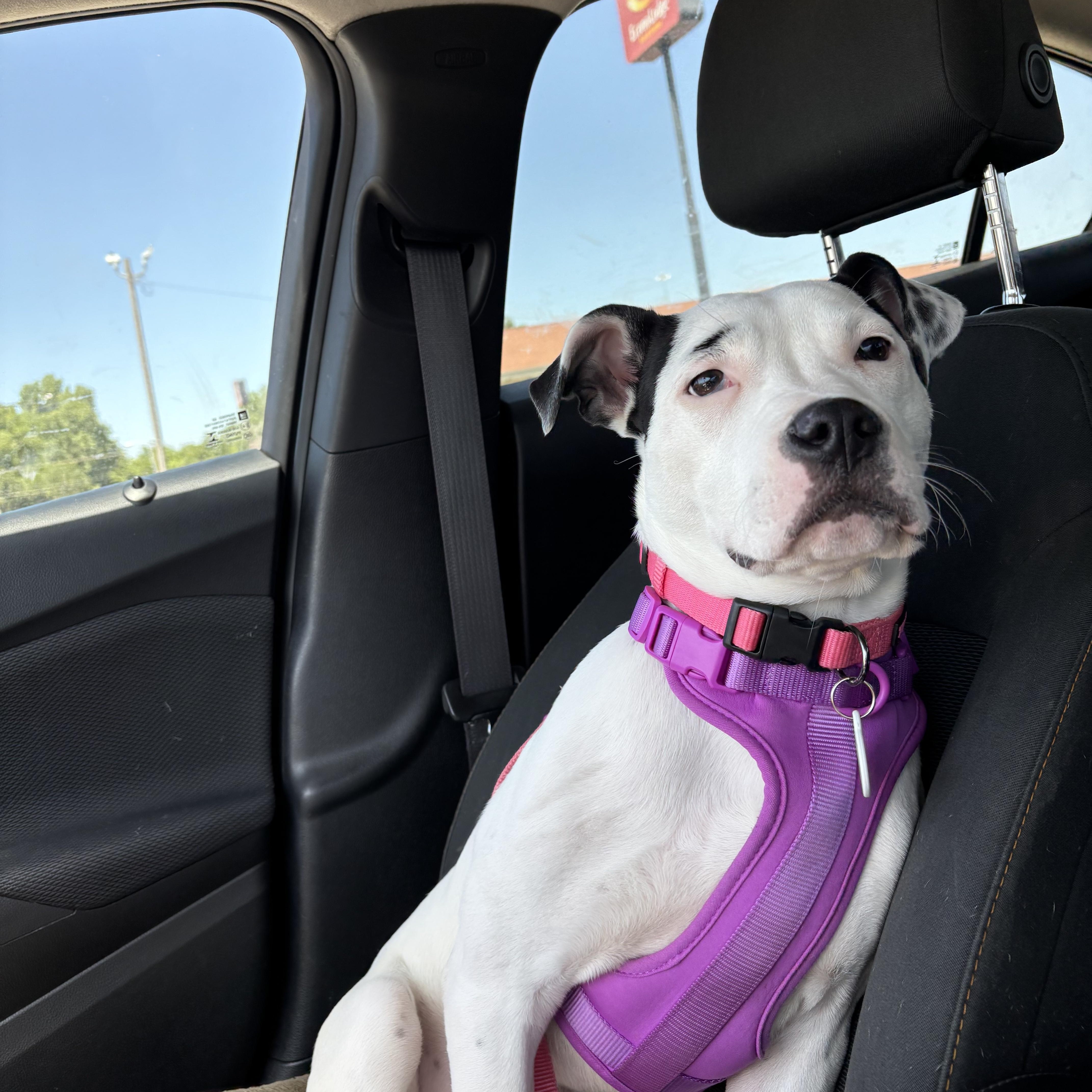 Enlarge Dottie, a Adoptable mixed breed in Choctaw, OK image 6/6