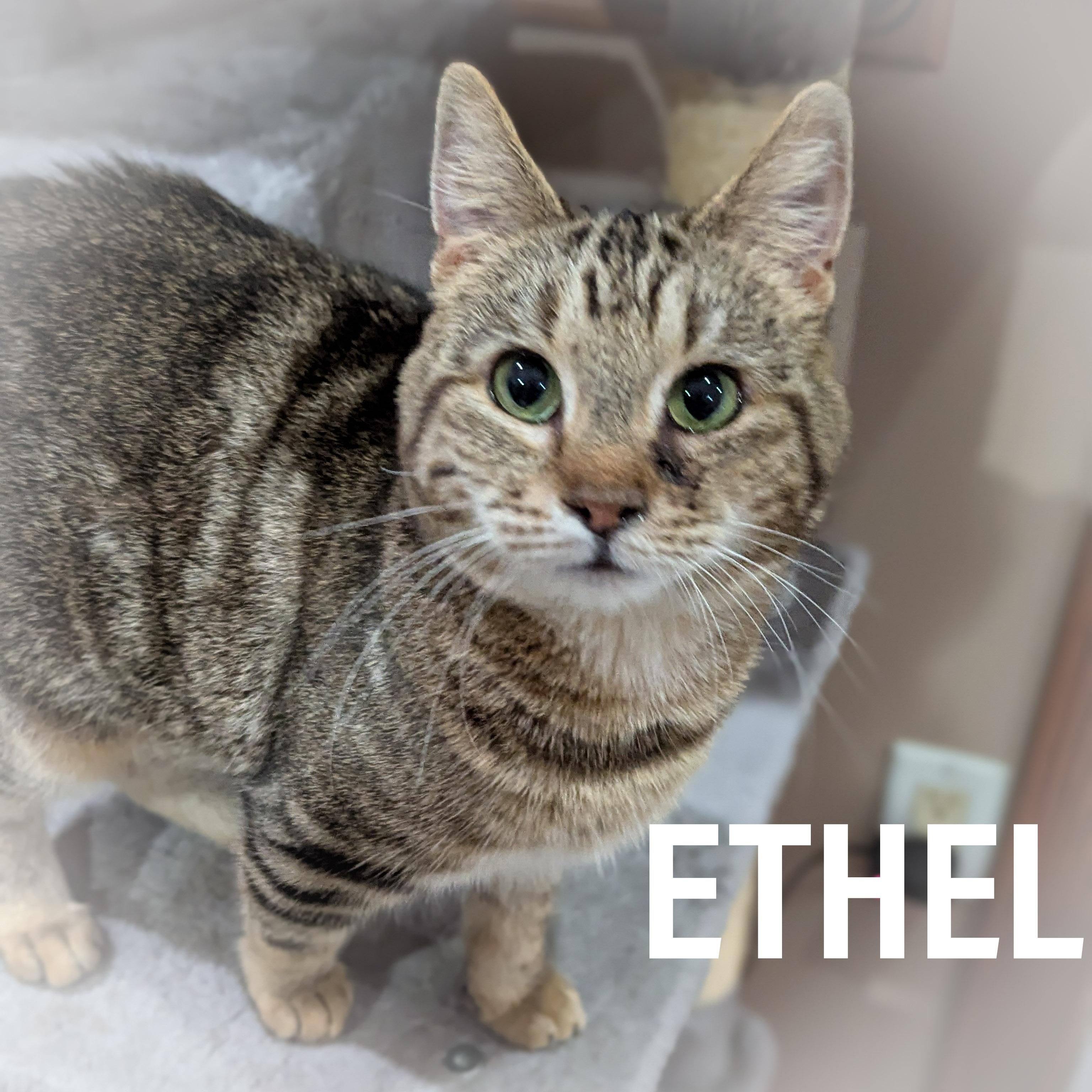 ETHEL , ADOPTABLE, Adult Female Domestic Short Hair & Tabby.