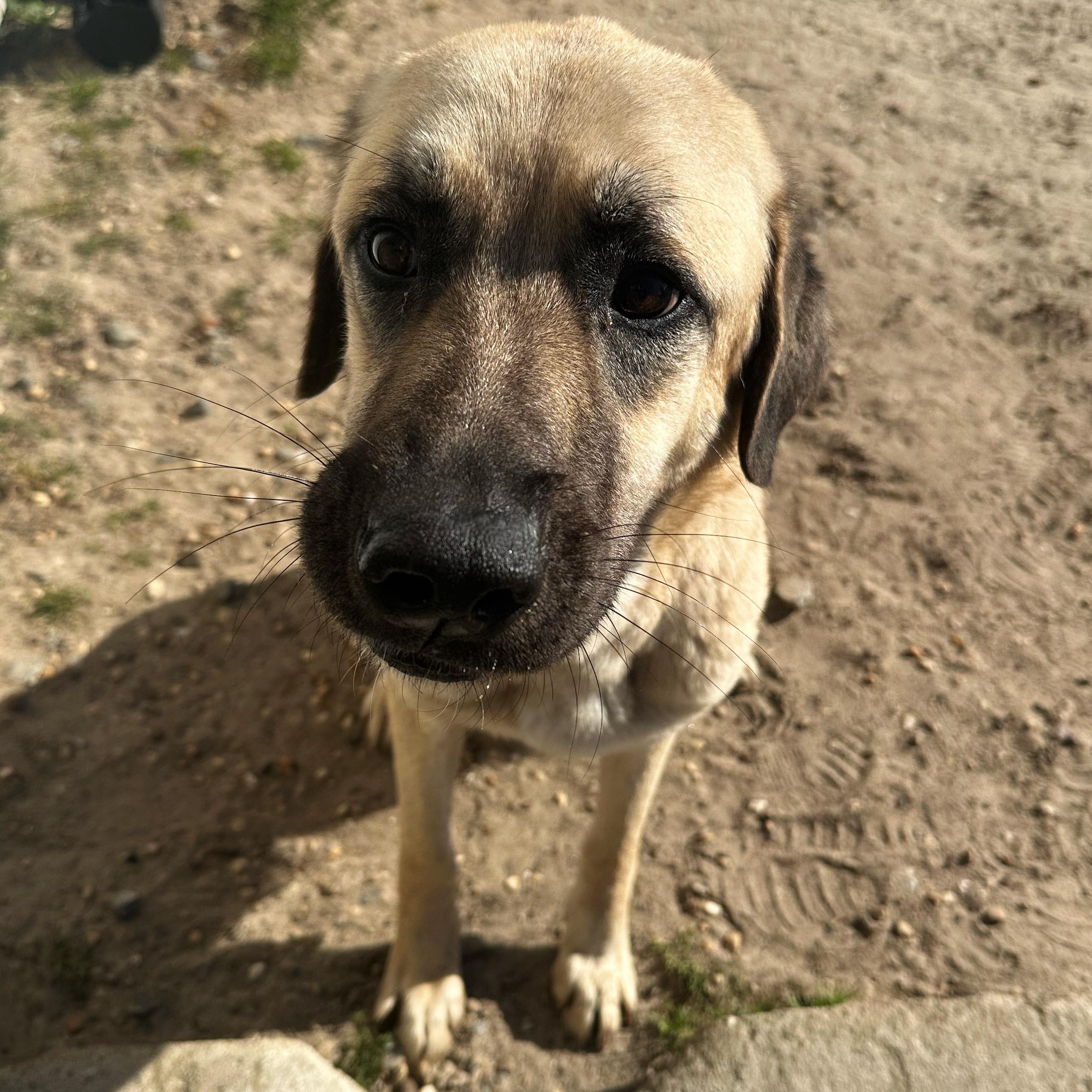 Gabrielle, ADOPTABLE, Young Female Anatolian Shepherd.