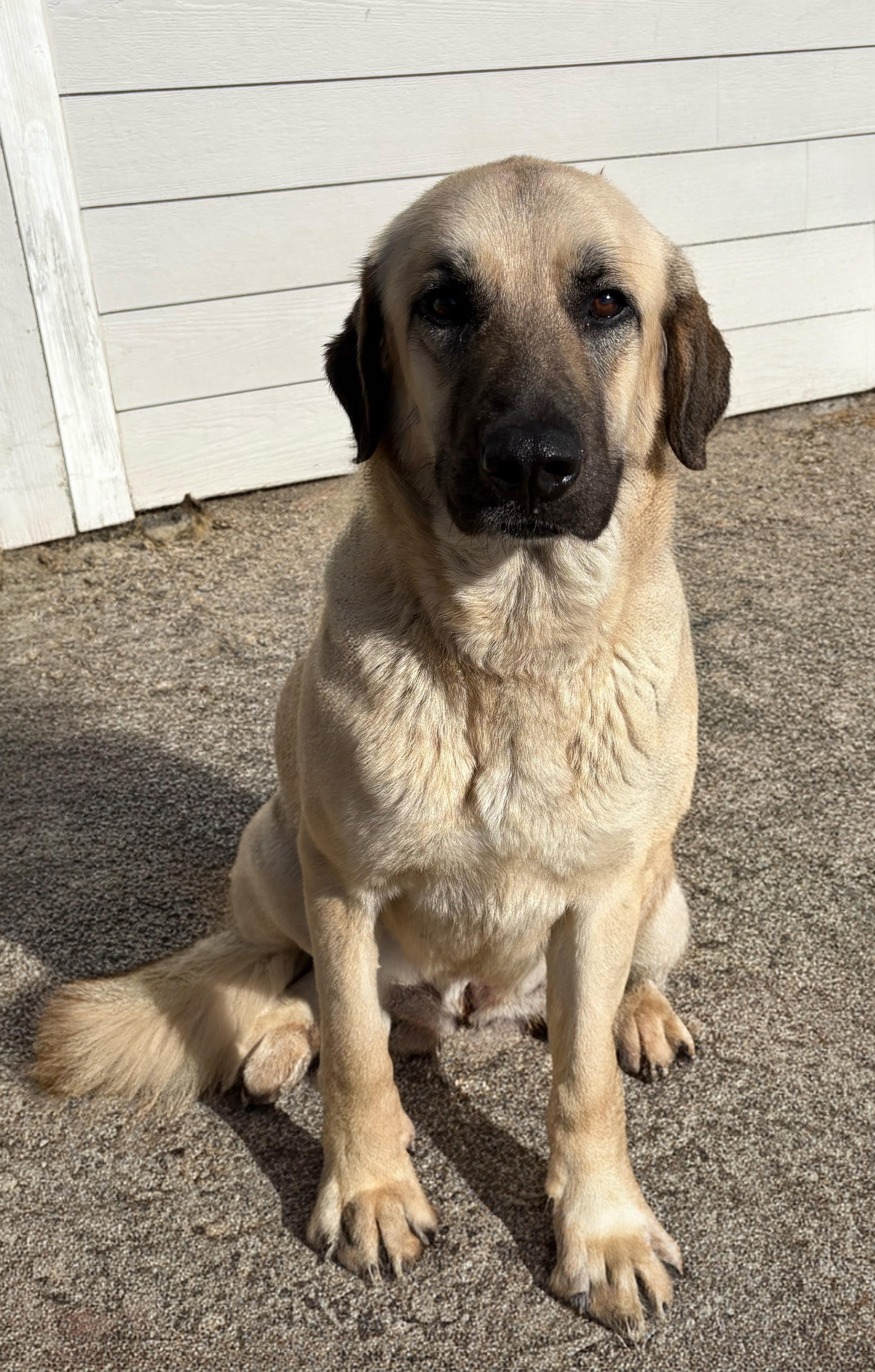 Enlarge Gabrielle, a ADOPTABLE mixed breed in Valdosta, GA image 3/3