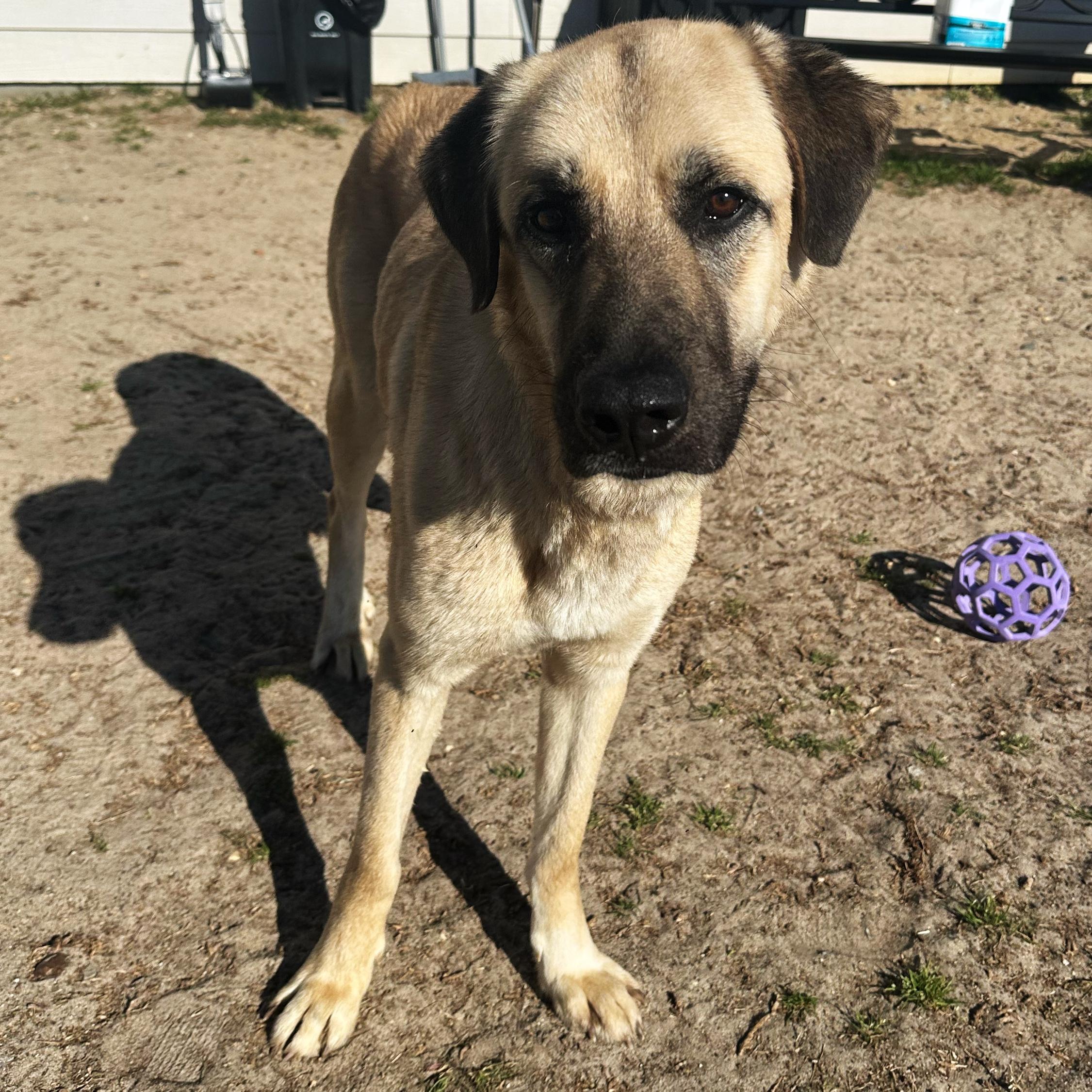 Enlarge Gabrielle, a ADOPTABLE mixed breed in Valdosta, GA image 2/3