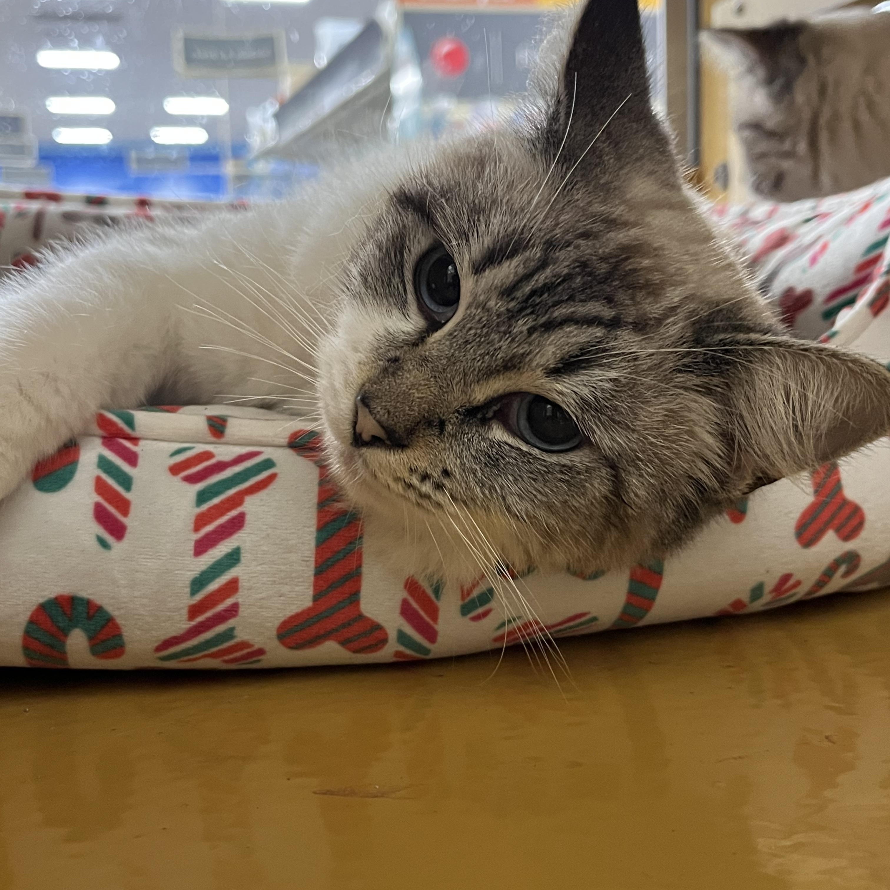 Olive, adopted, Young Female Siamese.