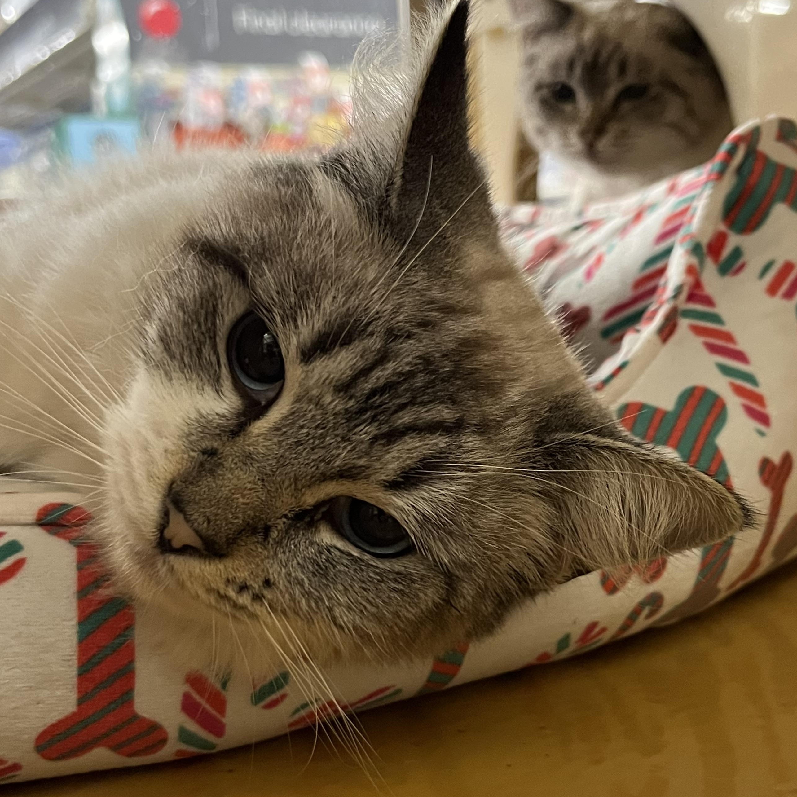 Enlarge Olive, an adopted Siamese in Tustin, CA image 2/2