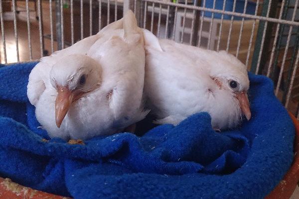 Lief, Adopted, Senior Male Dove.