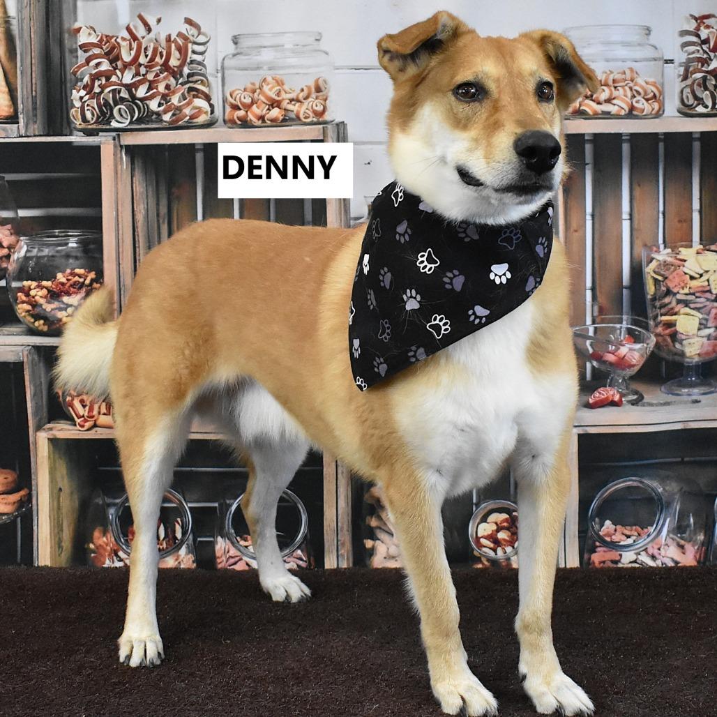 Denny, Adoptable, Senior Male Labrador Retriever & Mixed Breed.