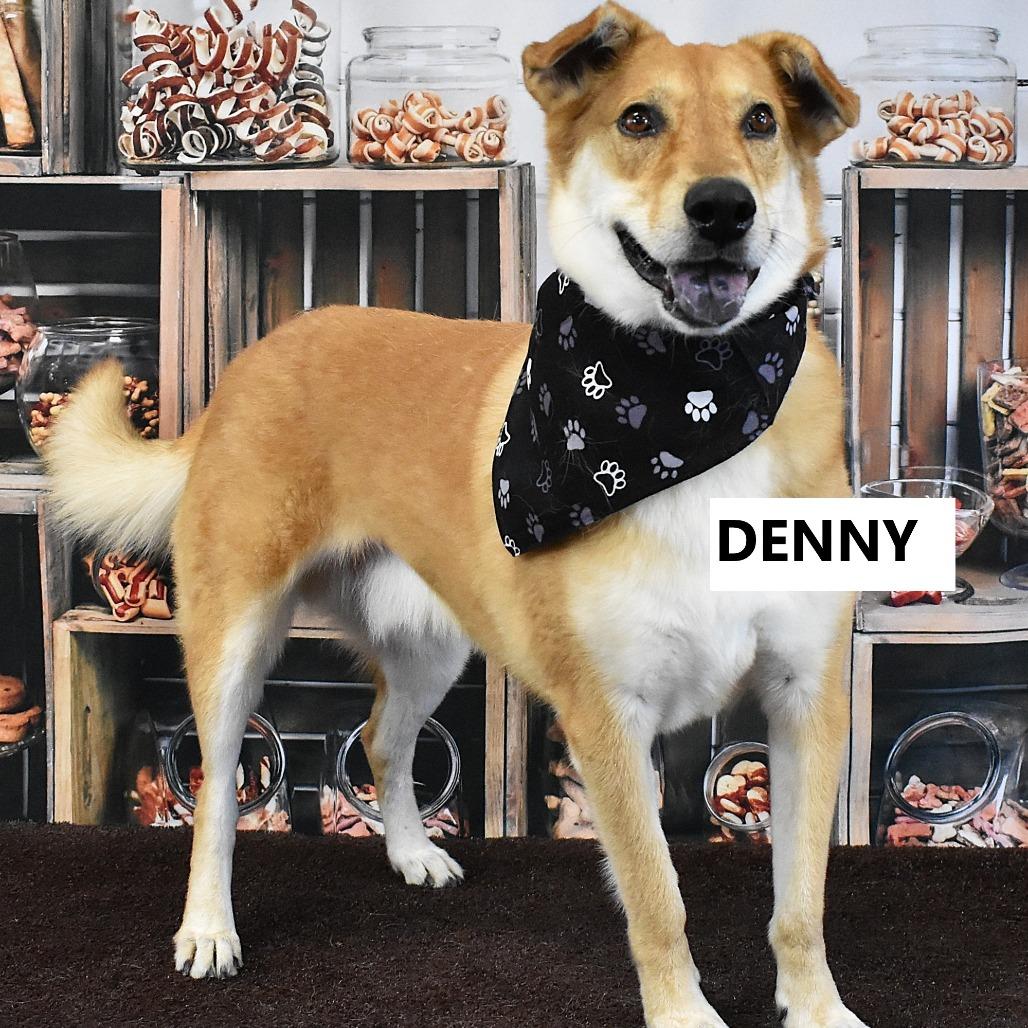 Enlarge Denny, a Adoptable mixed breed in Yuma, AZ image 2/6