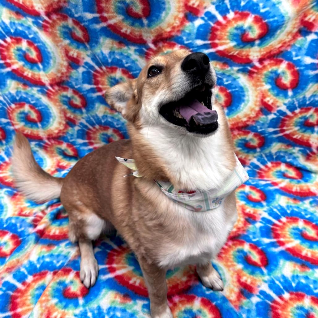 Enlarge Denny, a Adoptable mixed breed in Yuma, AZ image 3/6