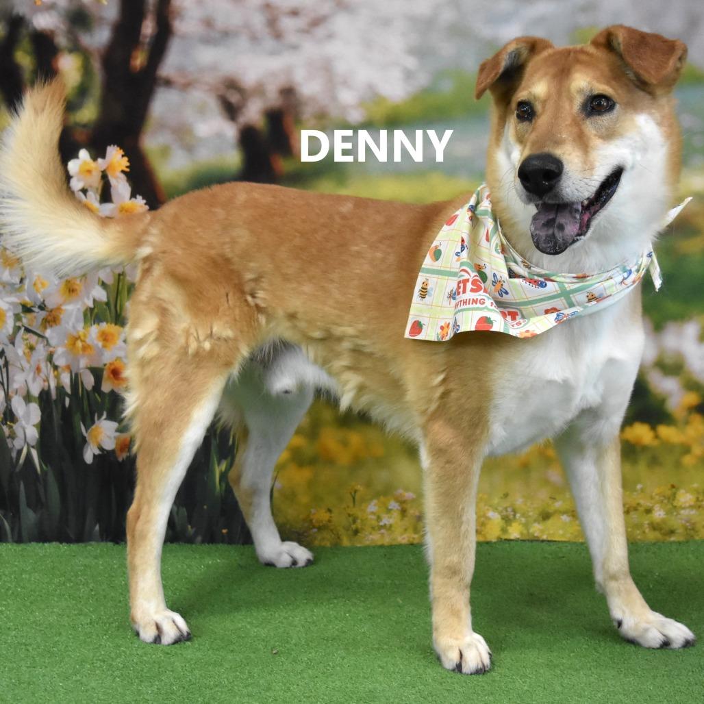 Enlarge Denny, a Adoptable mixed breed in Yuma, AZ image 4/6