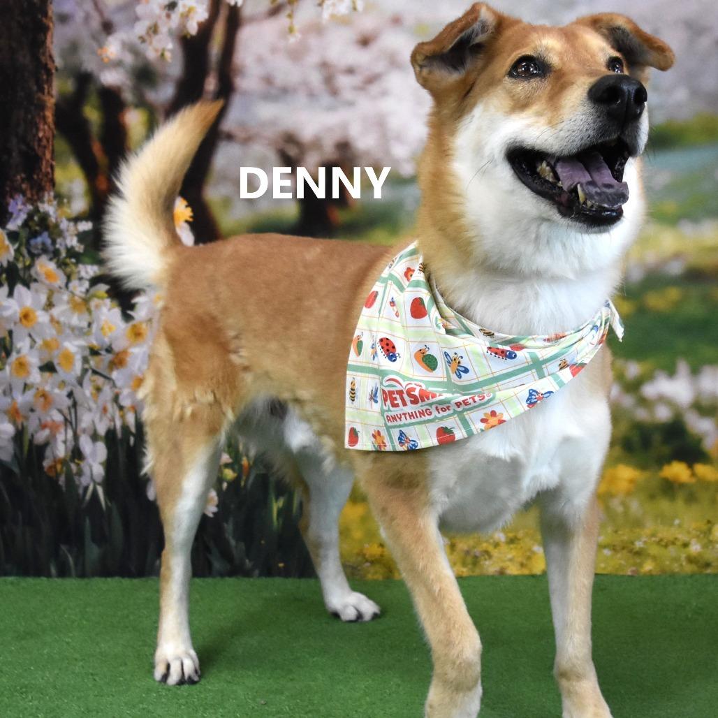 Enlarge Denny, a Adoptable mixed breed in Yuma, AZ image 5/6