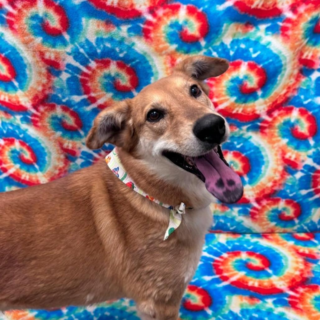 Enlarge Denny, a Adoptable mixed breed in Yuma, AZ image 6/6