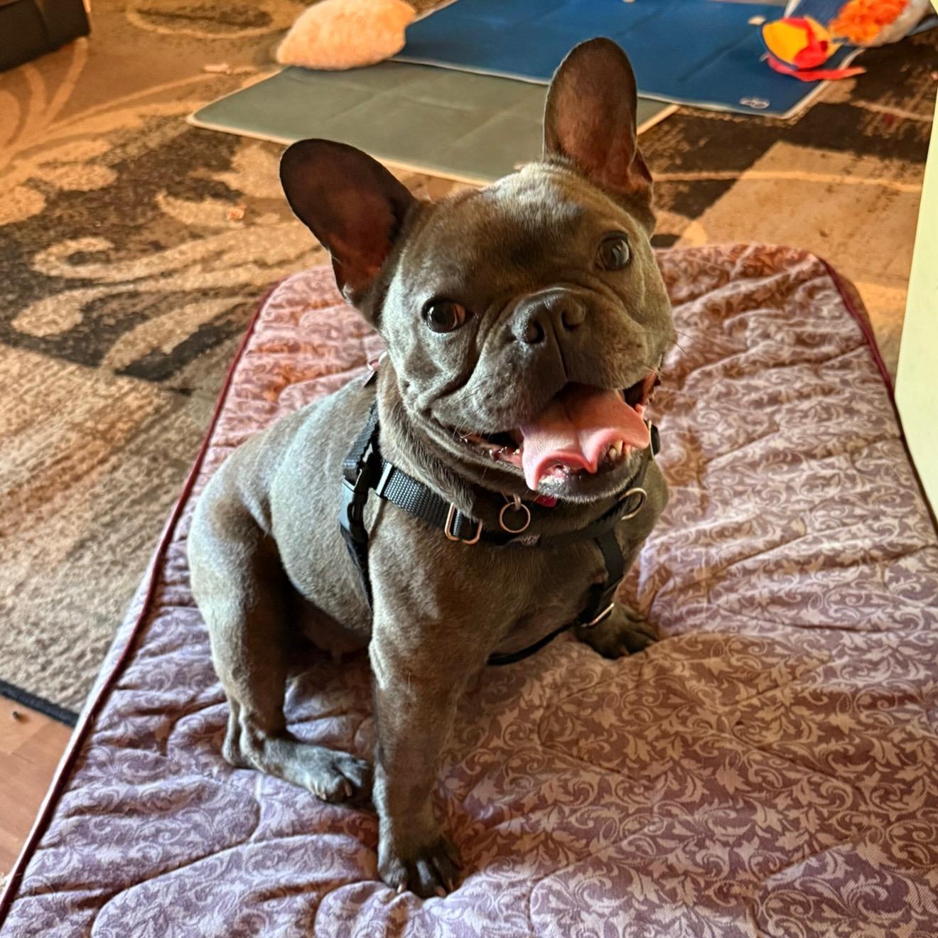 Scarlet Morgan - a fun sized, high energy, confident little cuddlebut, Adopted, Adult Female French Bulldog.