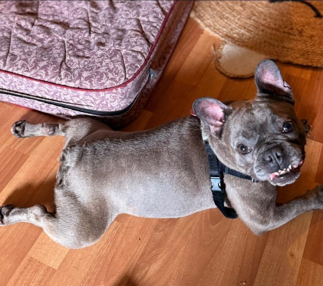 Enlarge Scarlet Morgan - a fun sized, high energy, confident little cuddlebut, a Adopted French Bulldog in Boardman, OH image 2/6