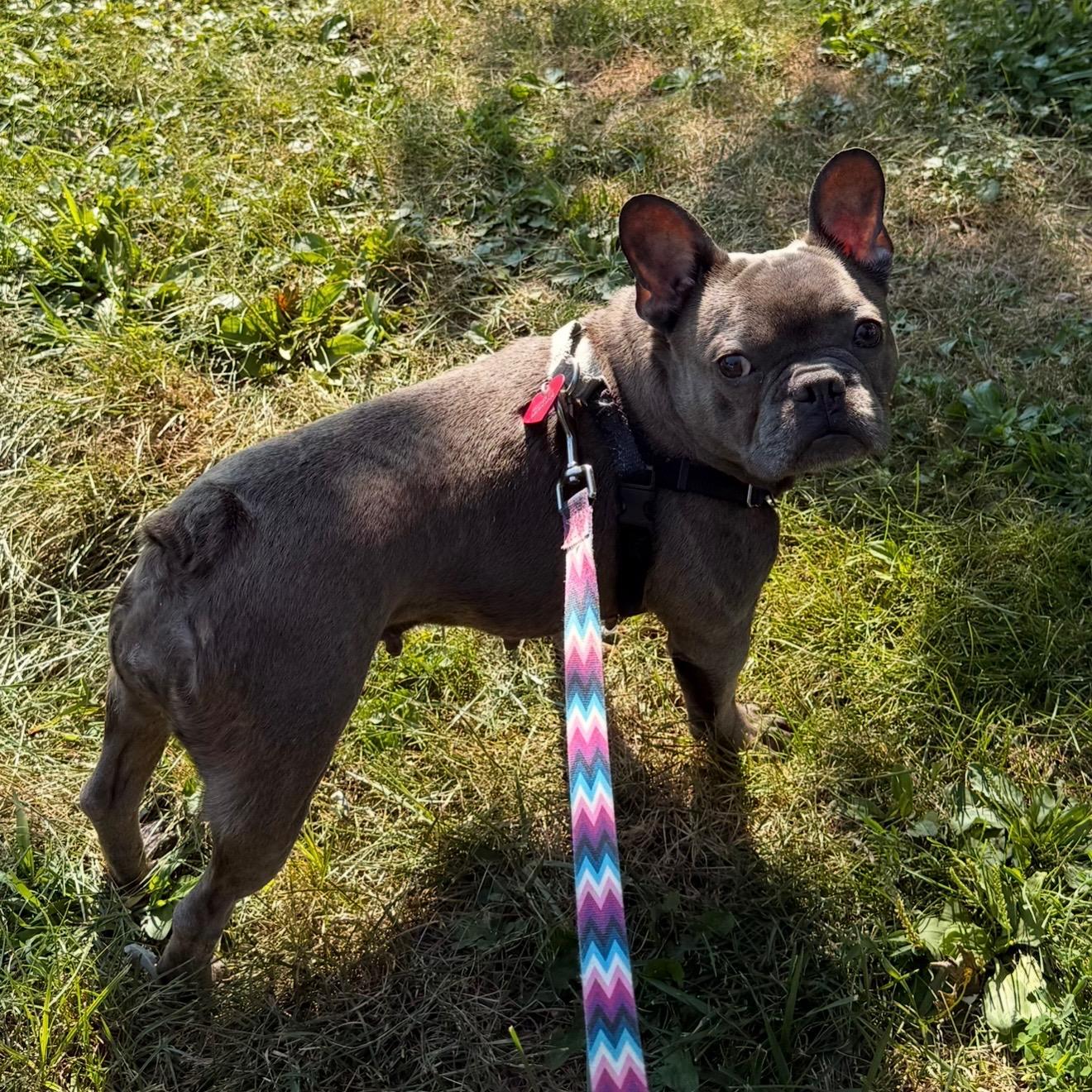 Enlarge Scarlet Morgan - a fun sized, high energy, confident little cuddlebut, a Adopted French Bulldog in Boardman, OH image 4/6