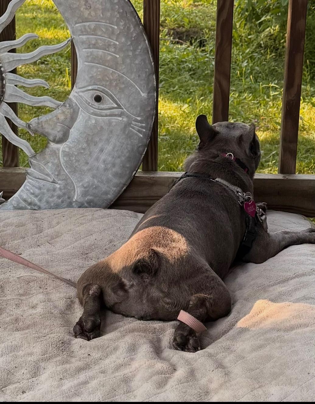 Enlarge Scarlet Morgan - a fun sized, high energy, confident little cuddlebut, a Adopted French Bulldog in Boardman, OH image 5/6