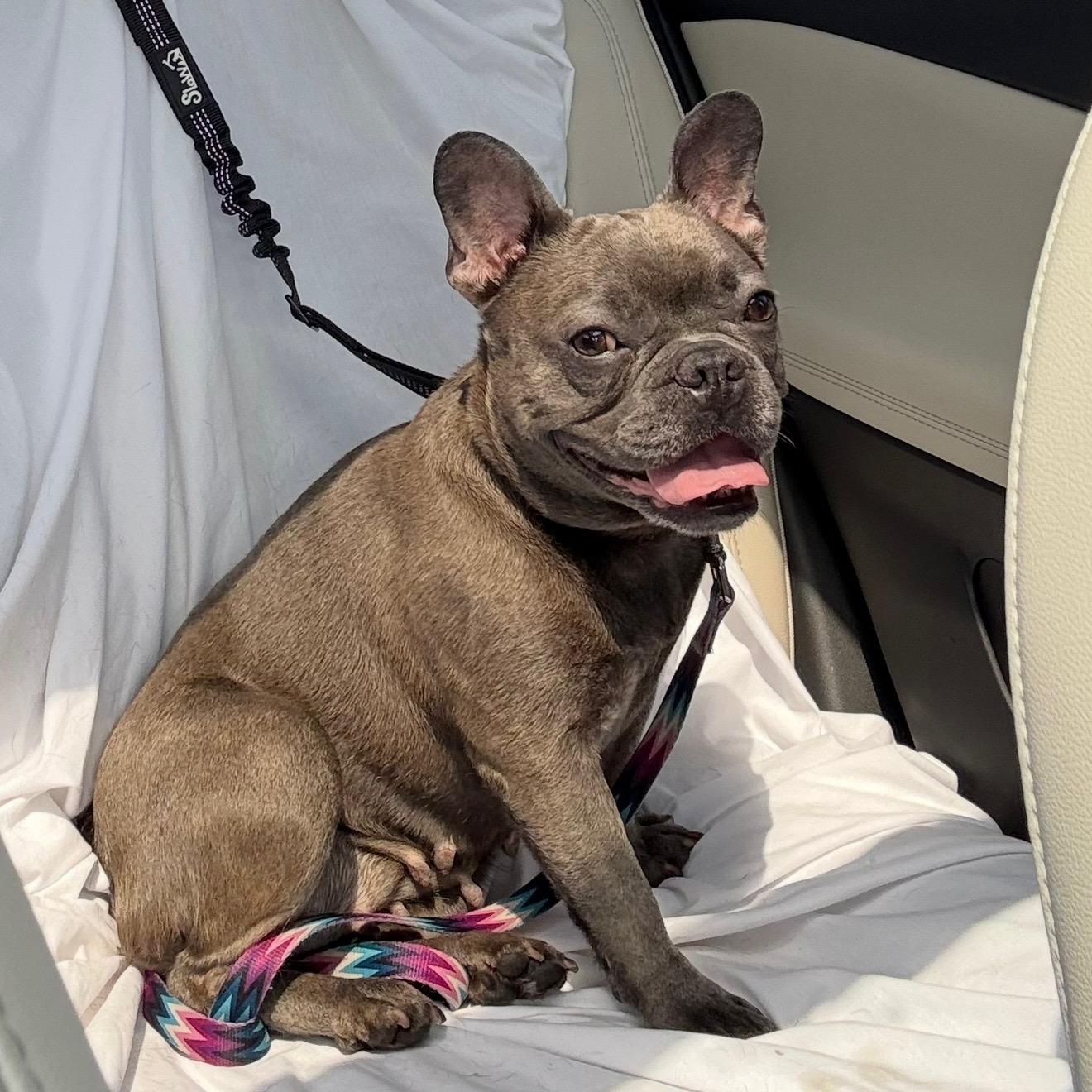 Enlarge Scarlet Morgan - a fun sized, high energy, confident little cuddlebut, a Adopted French Bulldog in Boardman, OH image 6/6