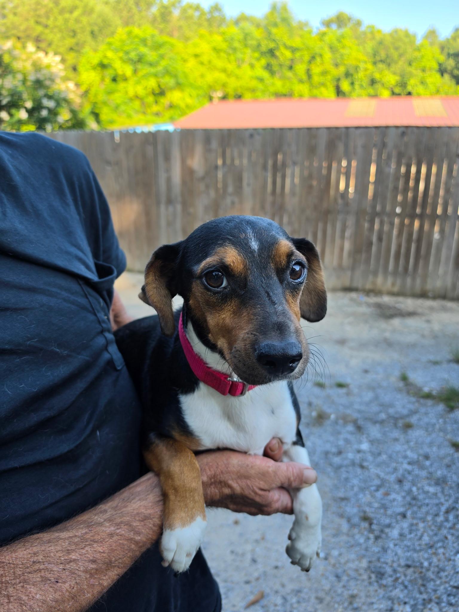 Tommy, Adoptable, Adult Male Beagle & Dachshund.