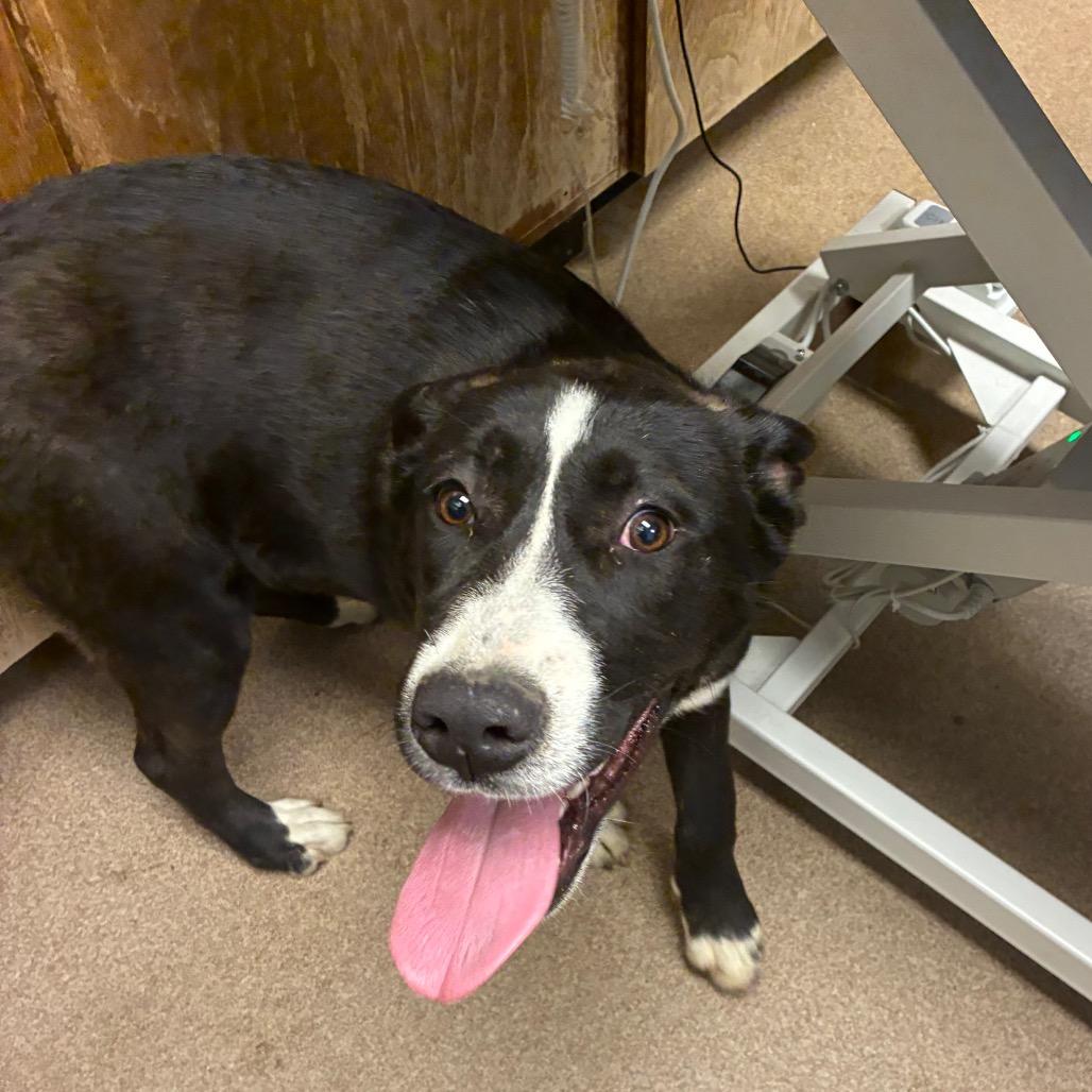 Althea, Adoptable, Young Female Pit Bull Terrier.